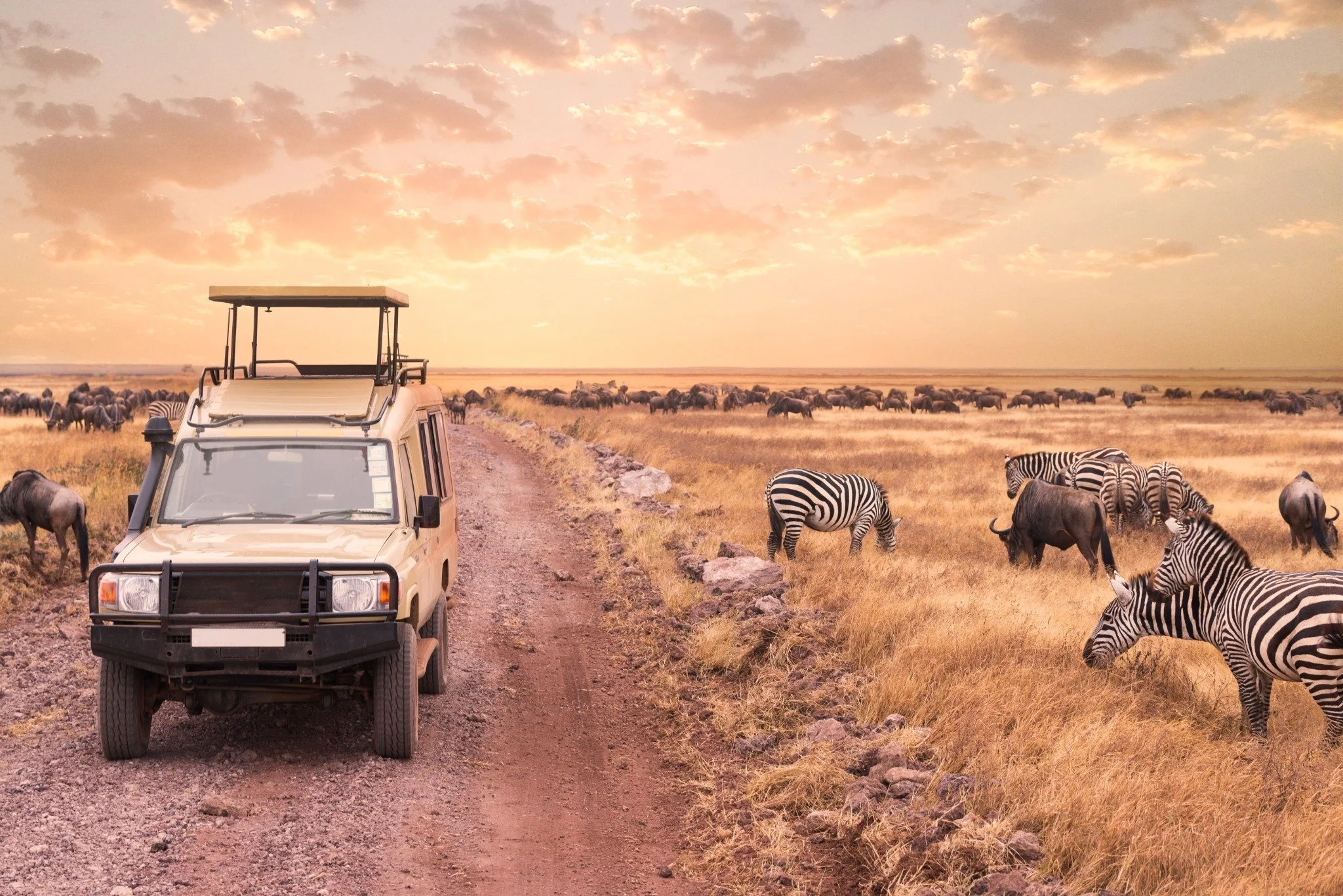 A safari jeep drives along a dirt road at sunset in Serengeti National Park, Tanzania, surrounded by zebras and wildebeest during the great migration by Orange Moon Travel.