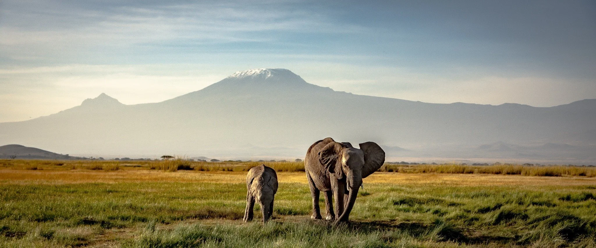 Elephants with Mount Kilimanjaro in the background