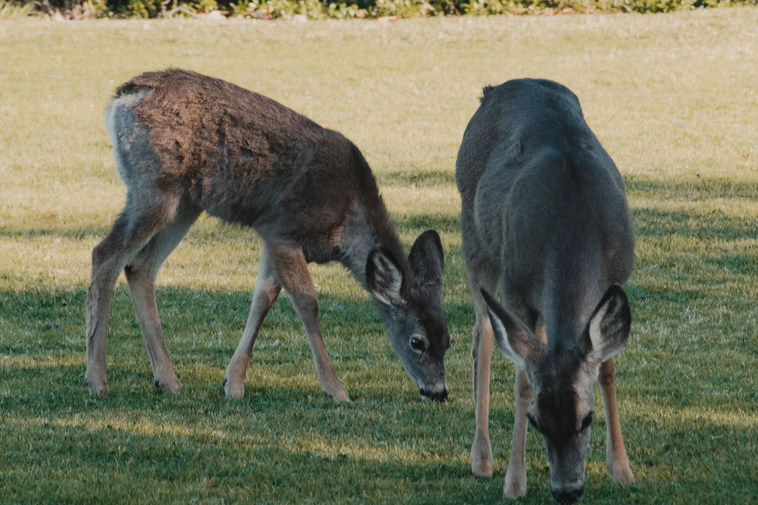 DSC_6449.jpg