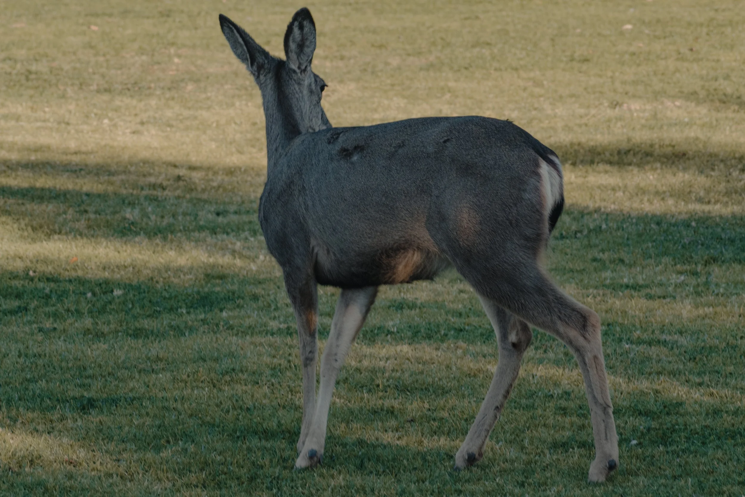DSC_6458.jpg