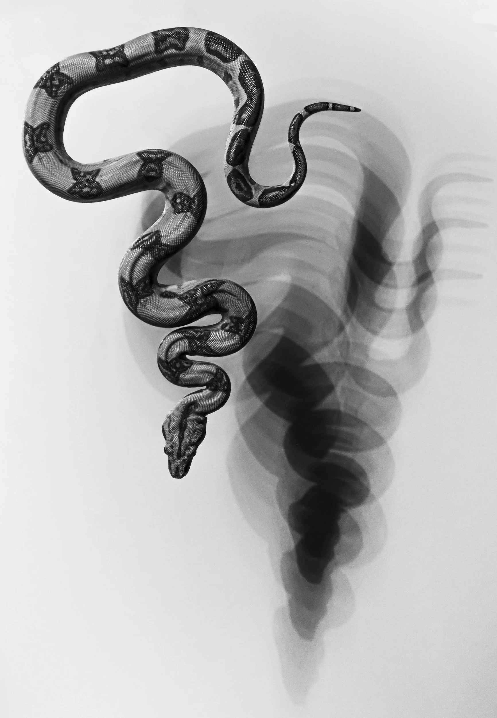Snake symbolizing shedding, transformation, and seasonal wisdom in Chinese medicine