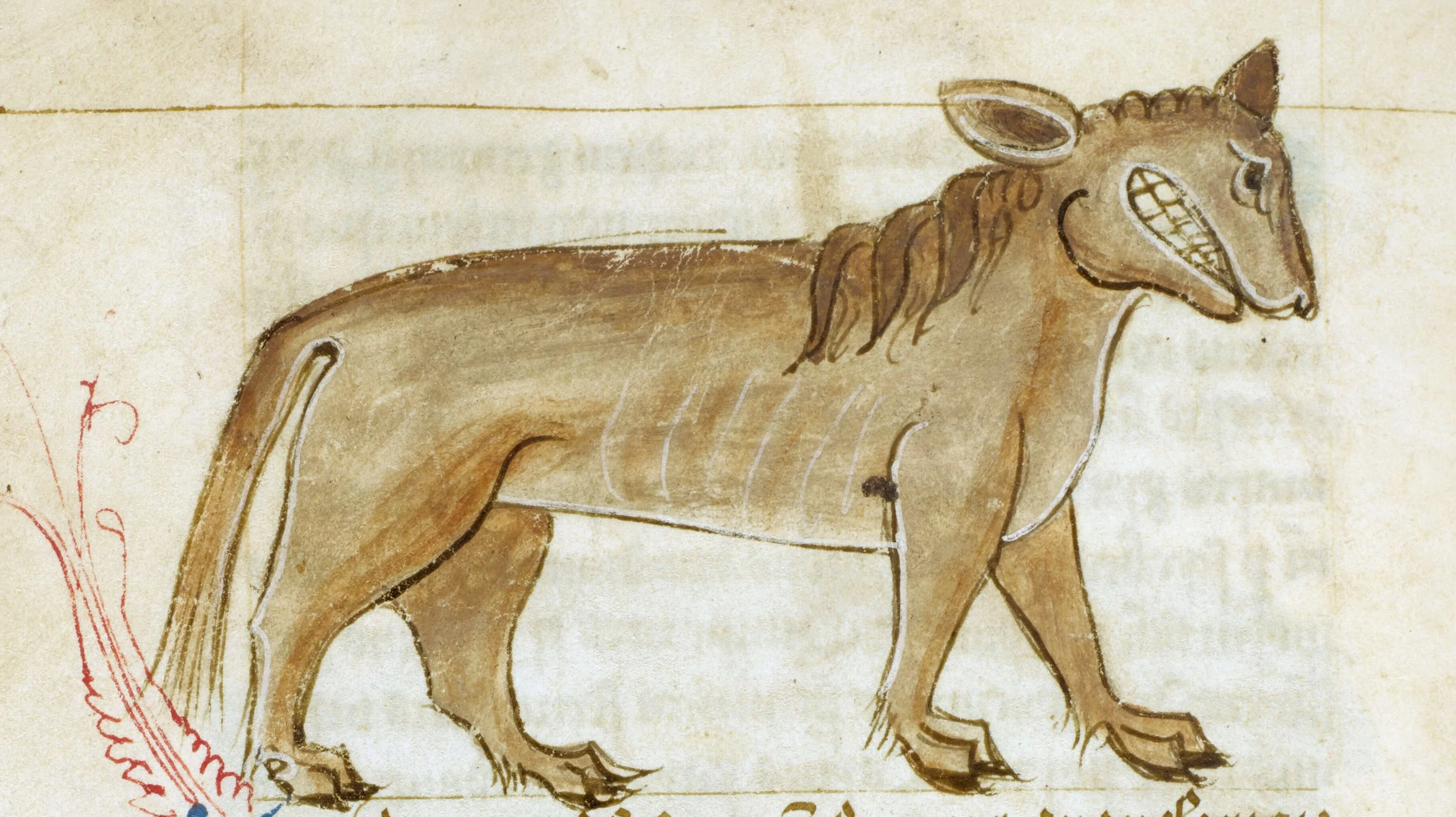Leucrota