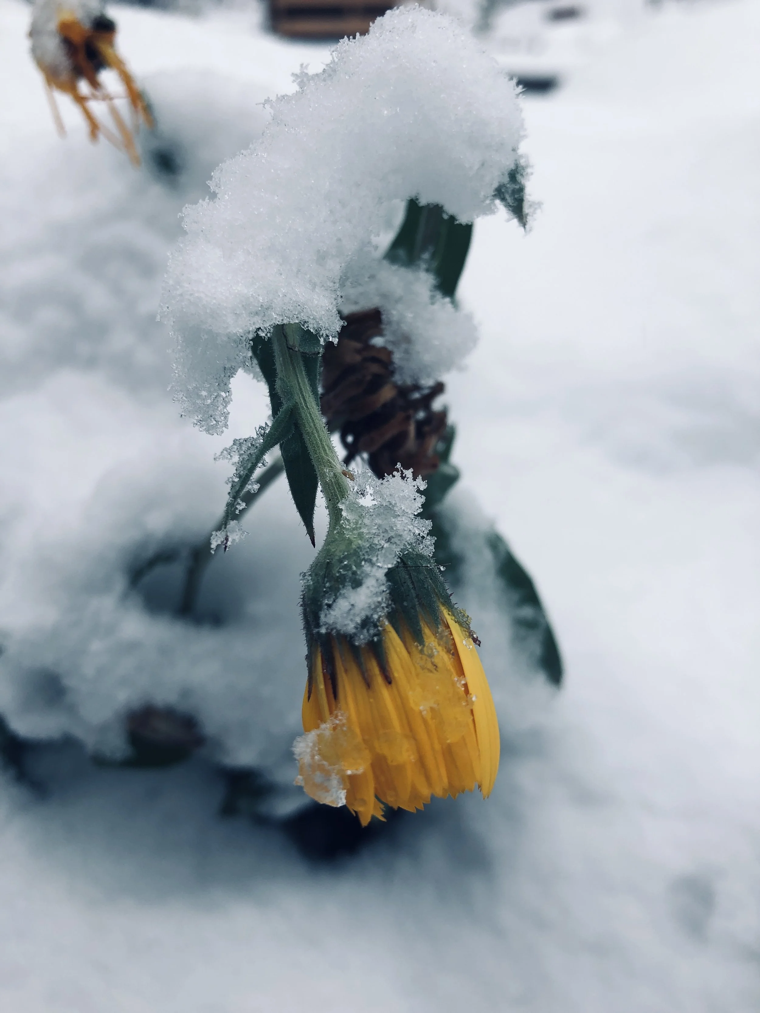 A yellow flower drooping in the snow with snow covering its petals and stem.