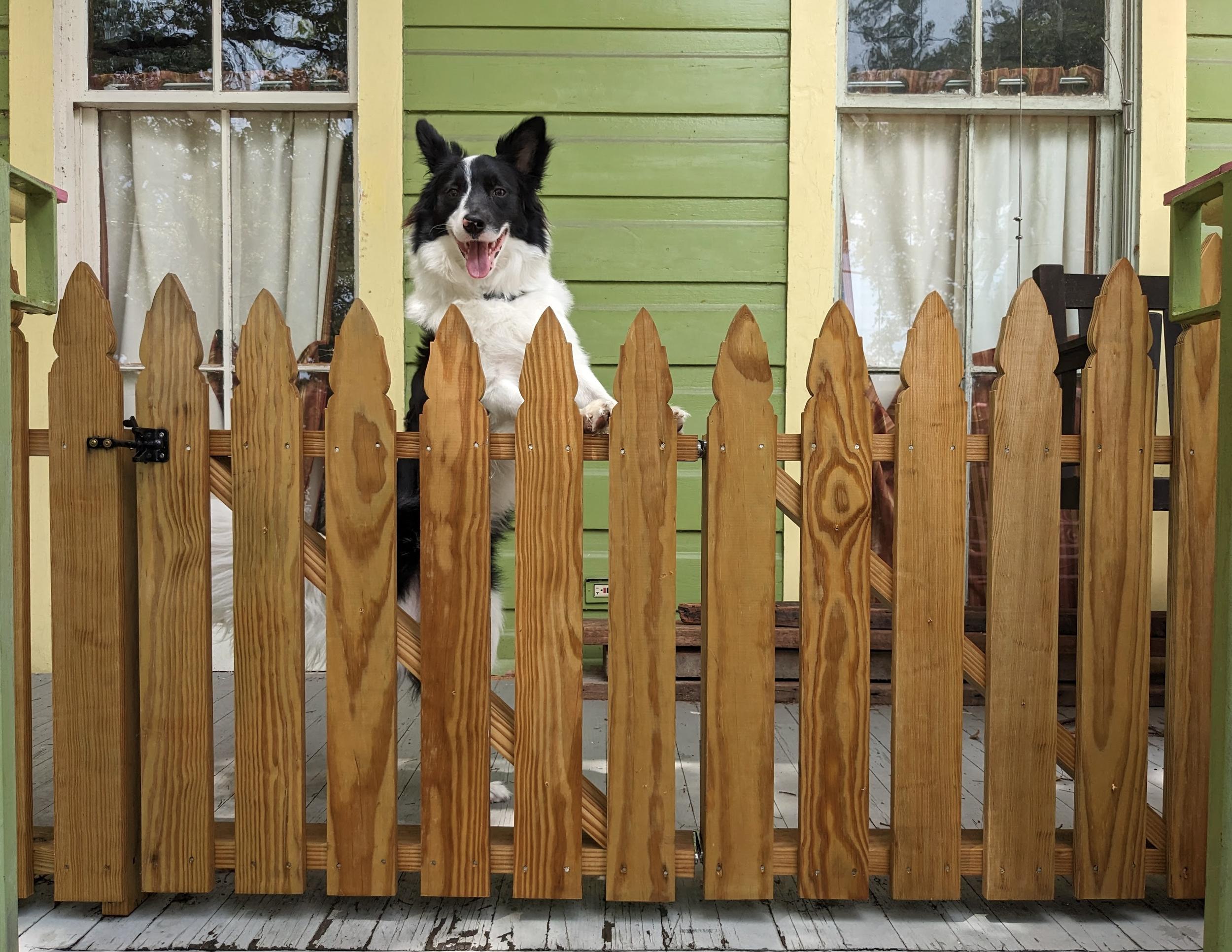 Dog gate