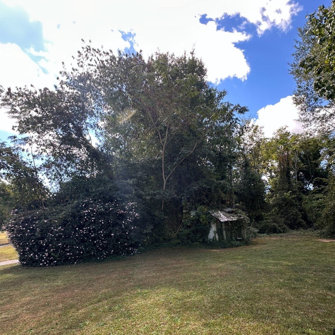 Before residential forestry mulching project in Anderson, SC featuring an overgrown backyard with dense brush, small trees, thick undergrowth, and unmanaged vegetation prior to land clearing and property improvement.