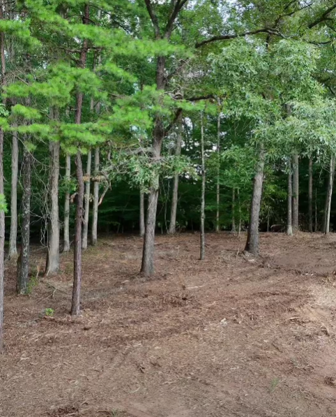 Why Serious Deer Hunters in Anderson County Are Switching to Forestry Mulching