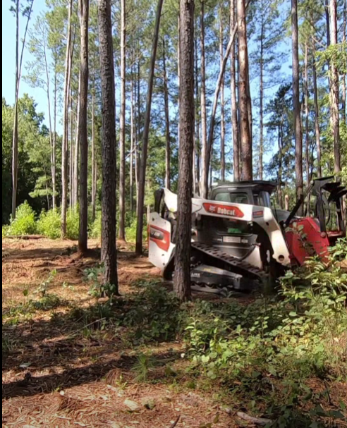 What Should You Do With an Overgrown Property Before You Build?