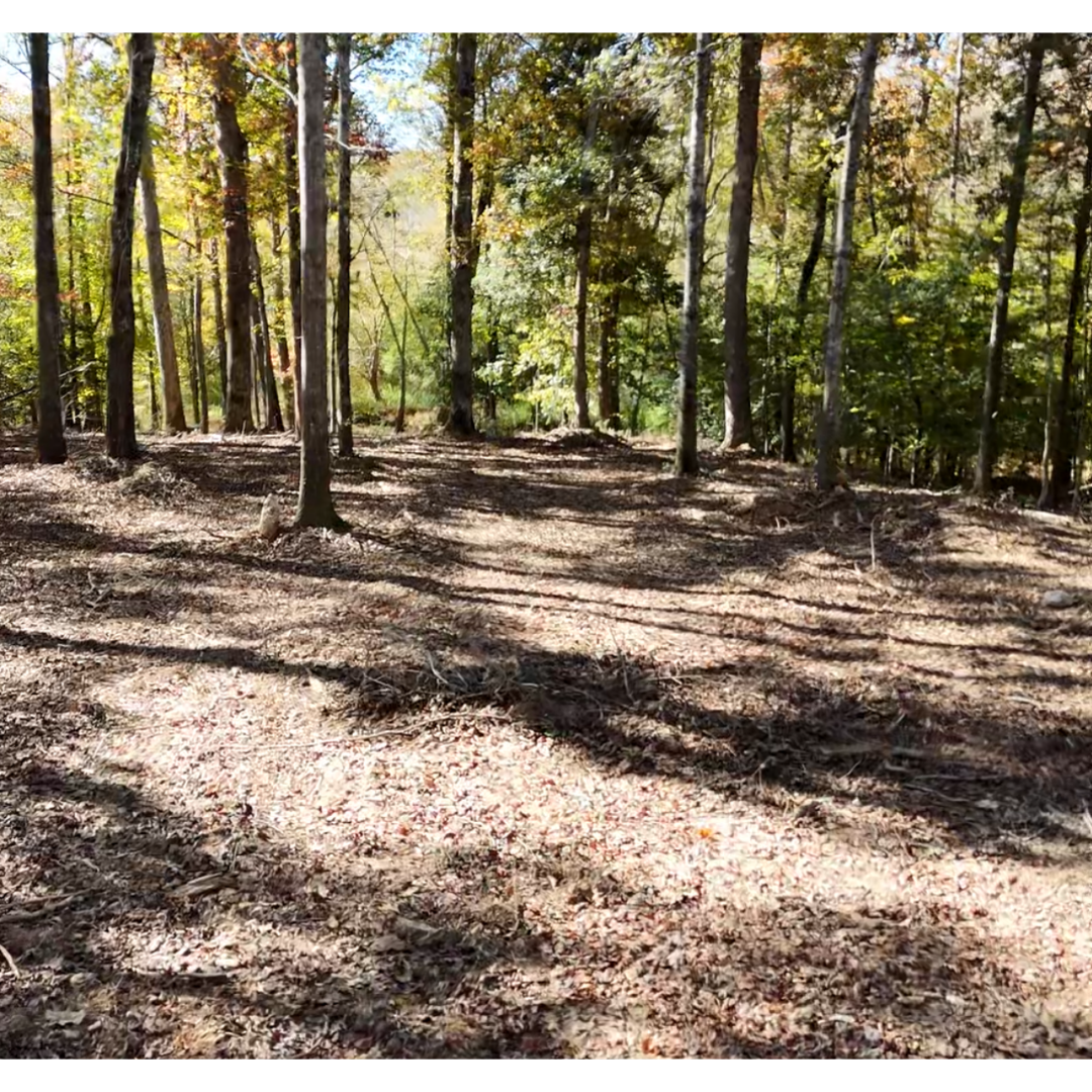 AFTER: Nearly 2 acres forestry mulched, creek access restored, and hunting visibility opened up