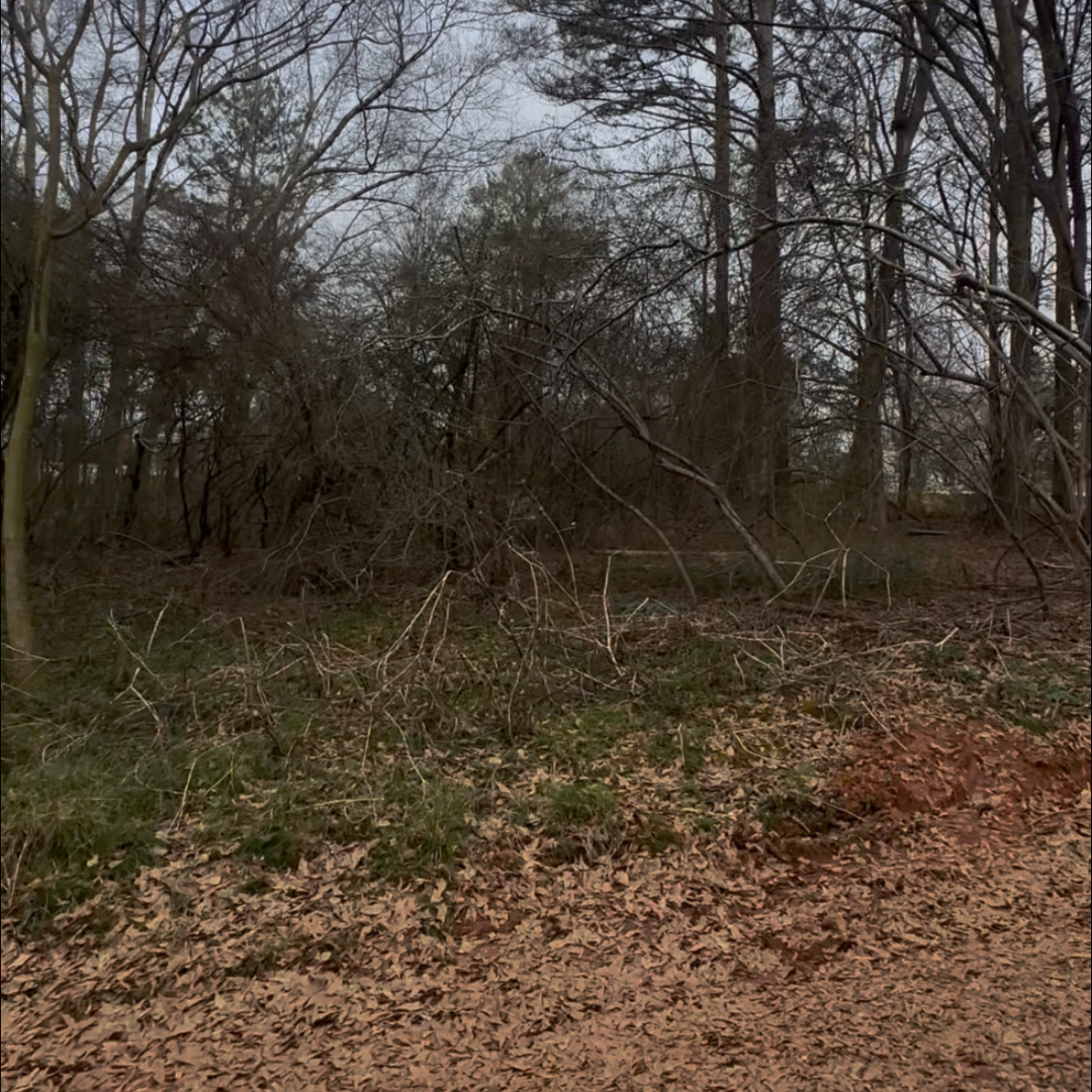 A wooded area with leafless trees and a forest floor covered in withered leaves, small green plants, and a dirt mound.