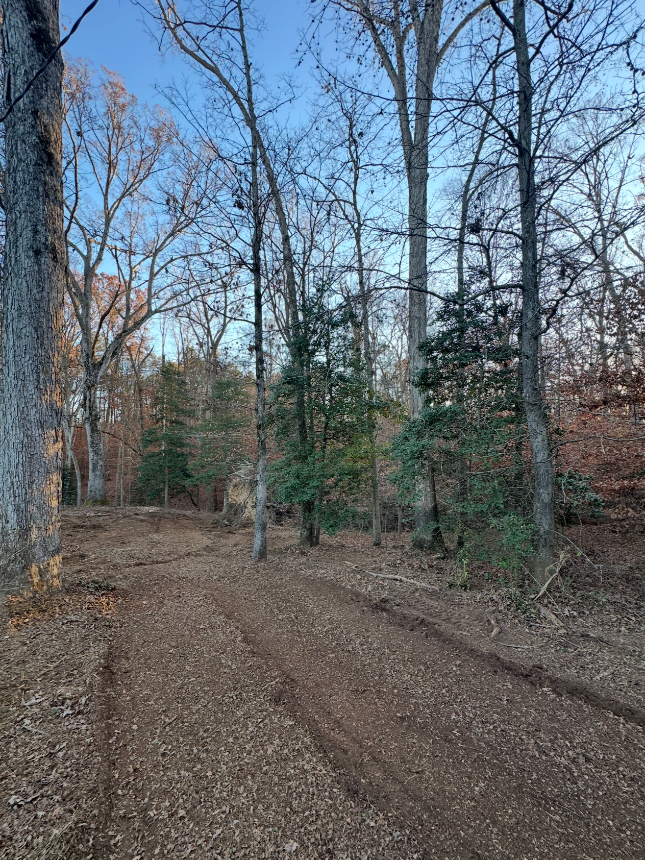 A forest trail with bare trees and some evergreen trees under a clear blue sky, during late fall or early winter.
