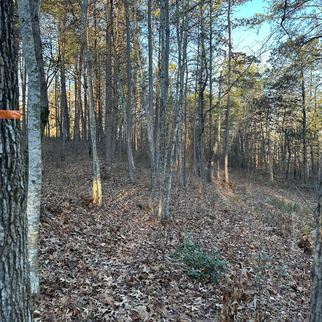 Before forestry mulching and land clearing project on a residential lot in Anderson, SC showing dense brush, overgrown vegetation, small trees, and unmanaged land prior to site preparation and property improvement.