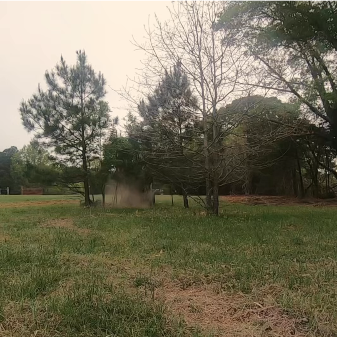 BEFORE: A small section of a larger clearing project, trees still standing in Abbeville, SC
