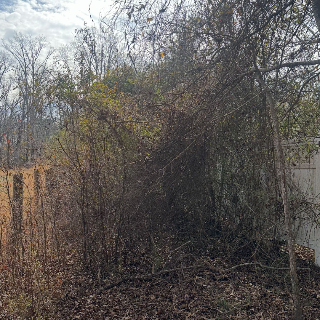 Fence line clearing in Anderson, SC with overgrown brush and small trees removed to restore property boundaries, improve visibility, and enhance access using professional forestry mulching services.