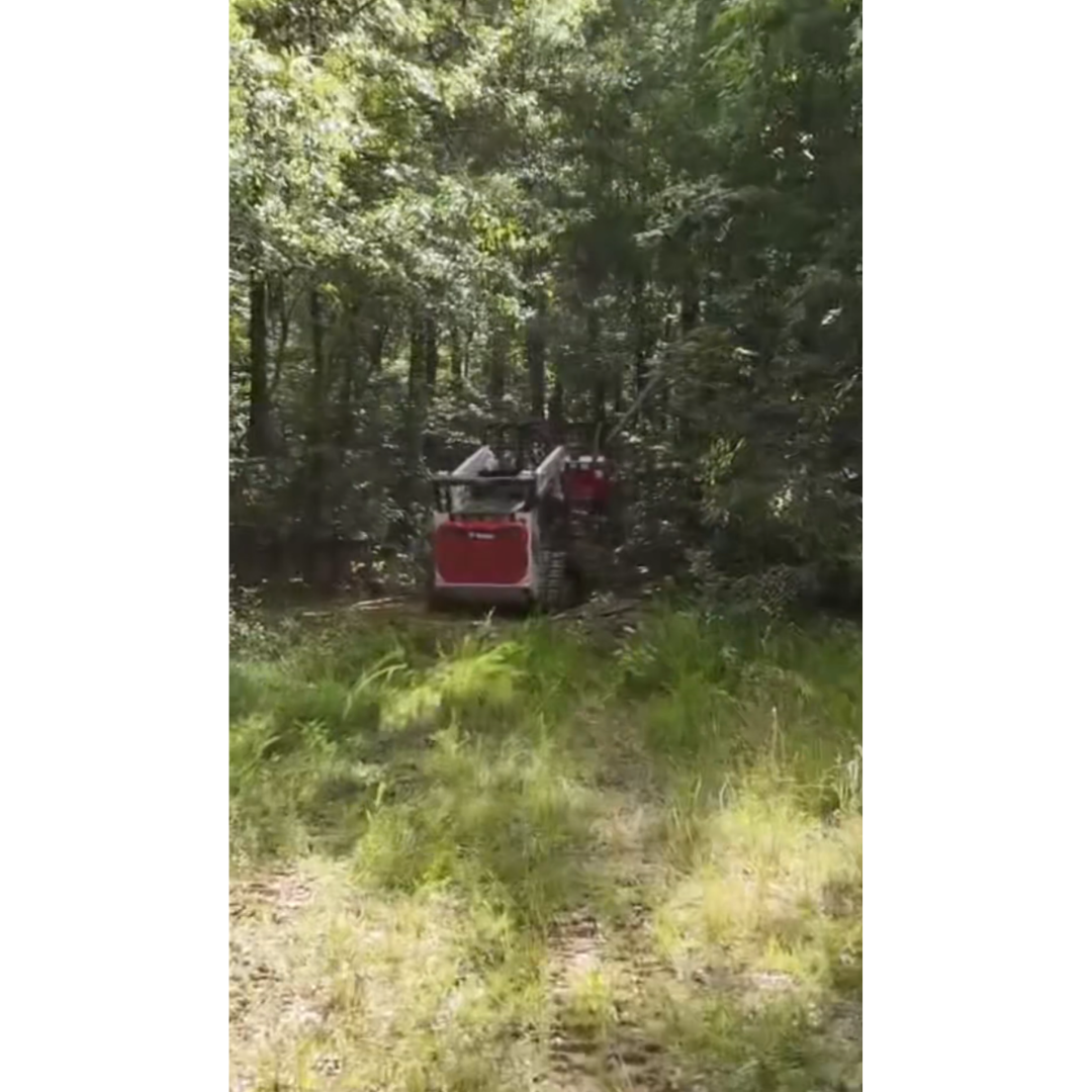 BEFORE: Overgrown path and creek access blocked by thick brush in Anderson, SC