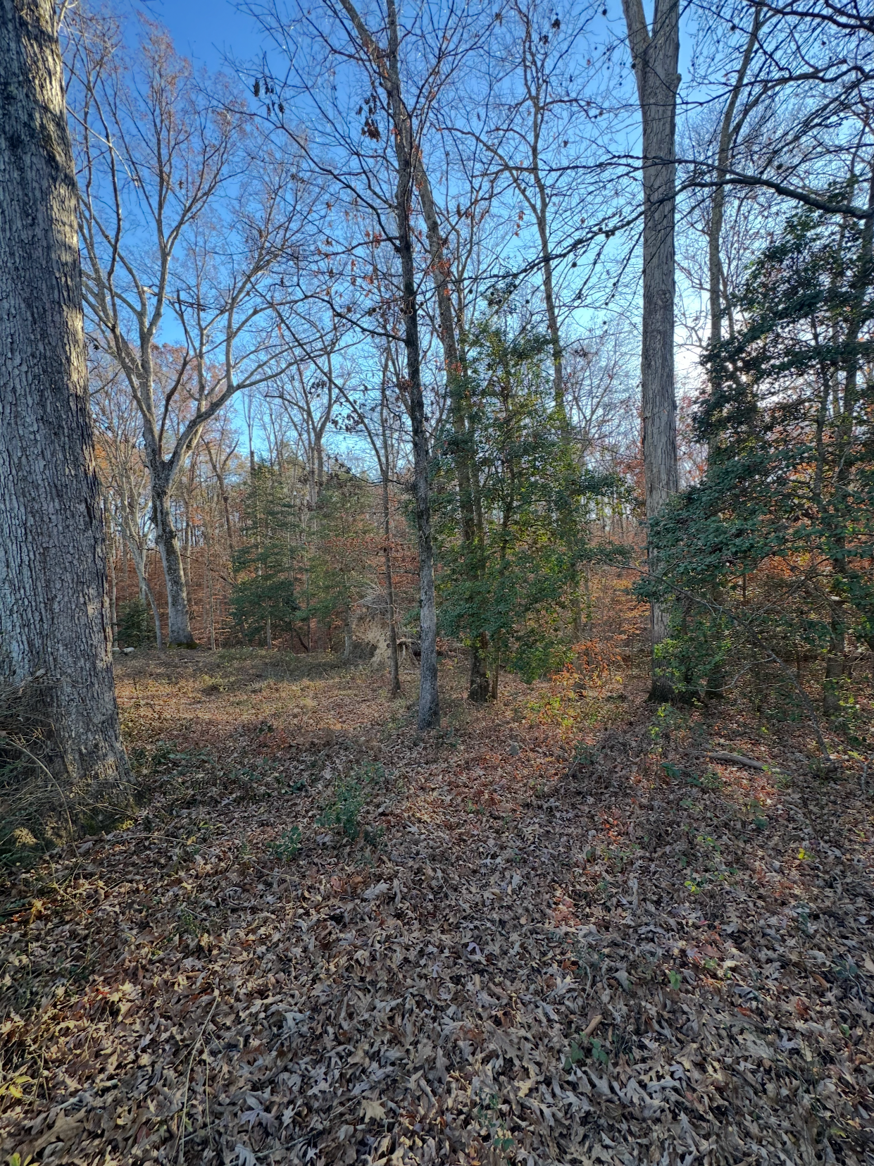A forest scene with leafless trees and some green foliage, under a clear blue sky, with fallen leaves covering the ground.