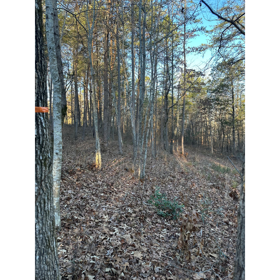 BEFORE: Minimal view and accessibility of property in Anderson, SC