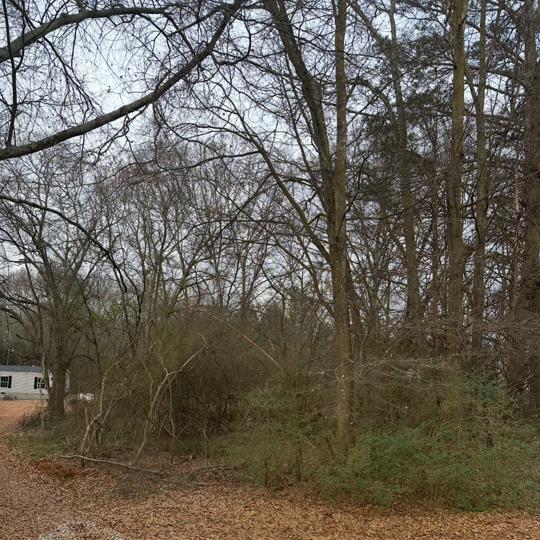 A wooded area with leafless trees and overcast sky, with a small trailer or camper on the left side.