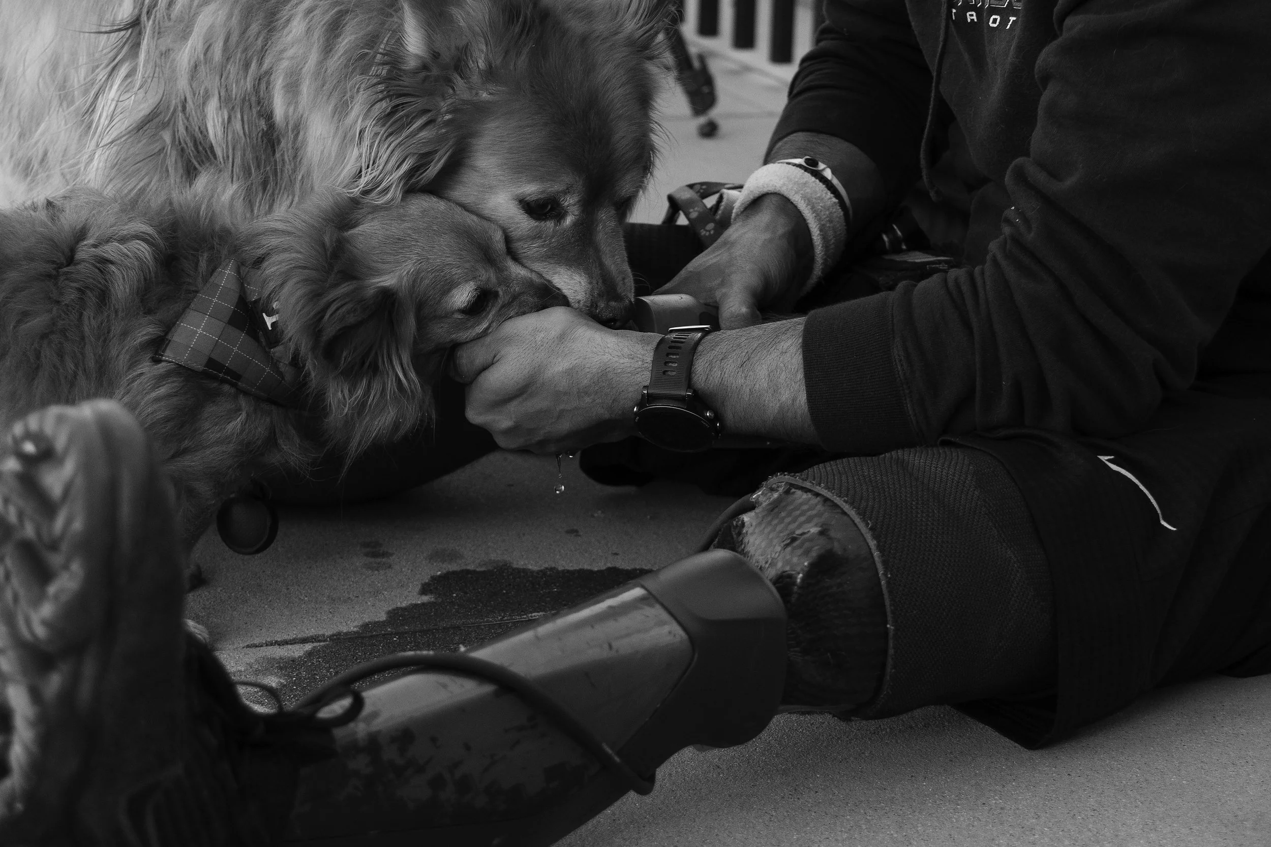 Two dogs and a person during a training session. The dogs are interacting with the person's hand, using their mouths.