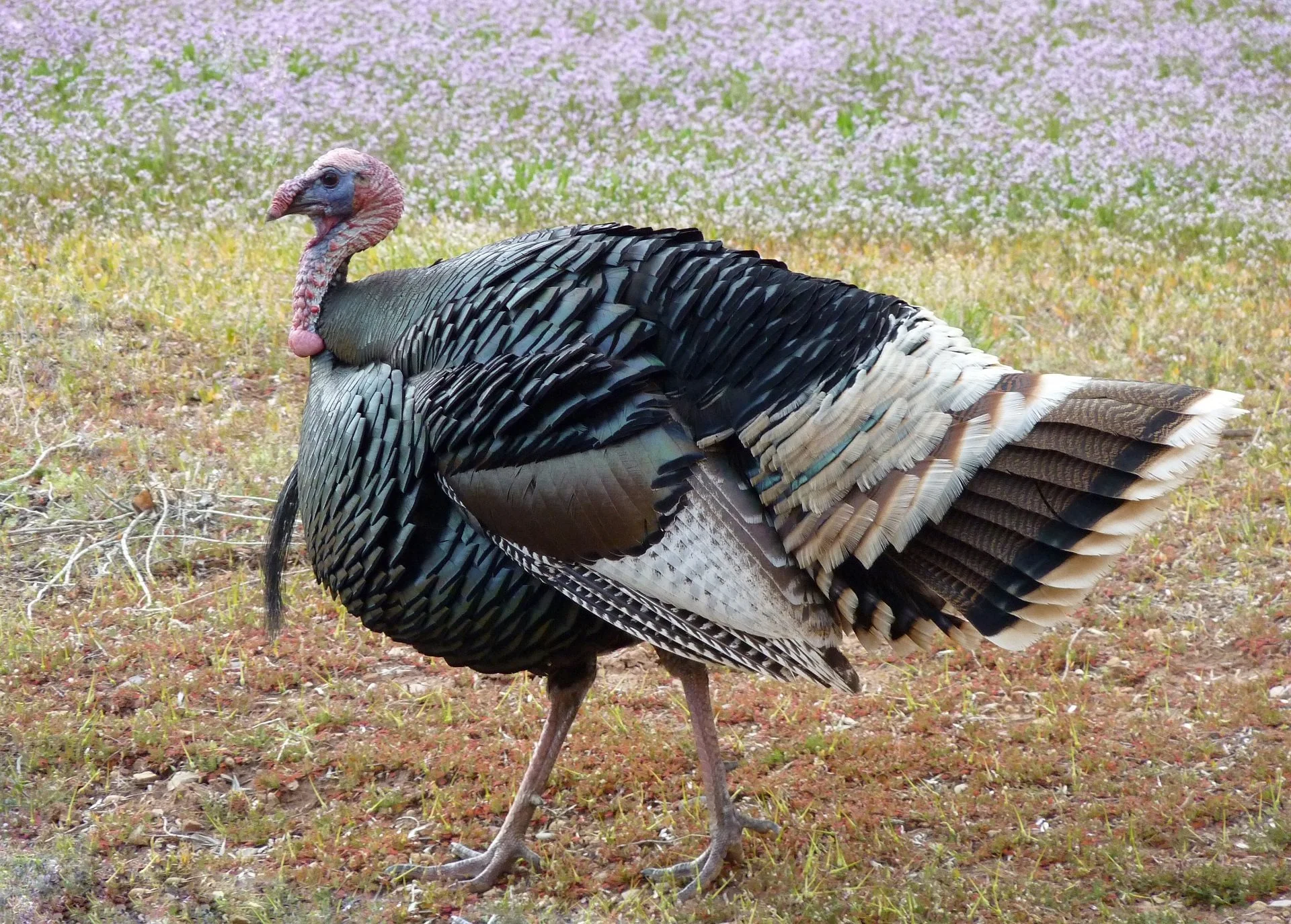 Thanksgiving Hike
