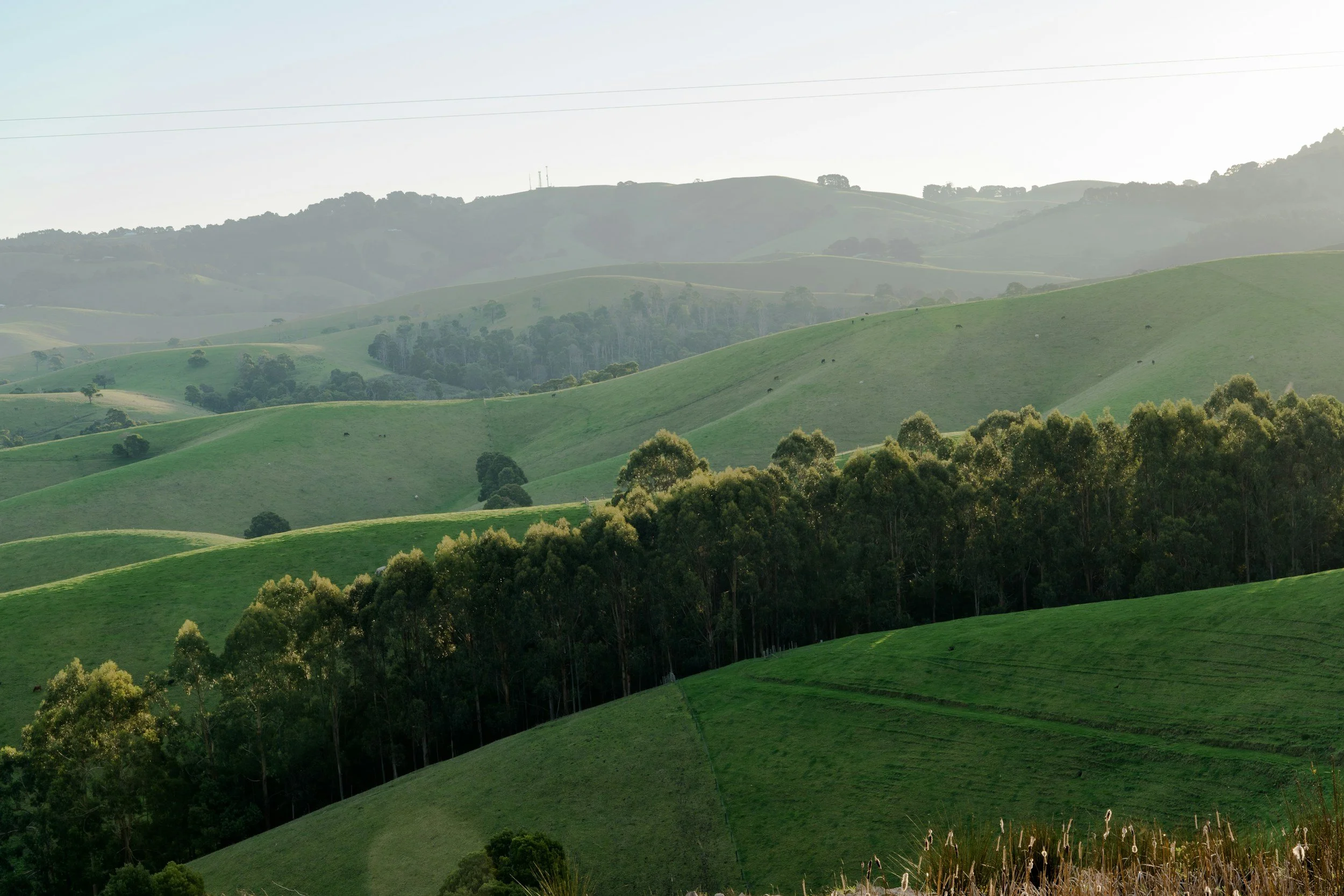 Rolling green hills with patches of trees and some power lines in the background, under a light, hazy sky.