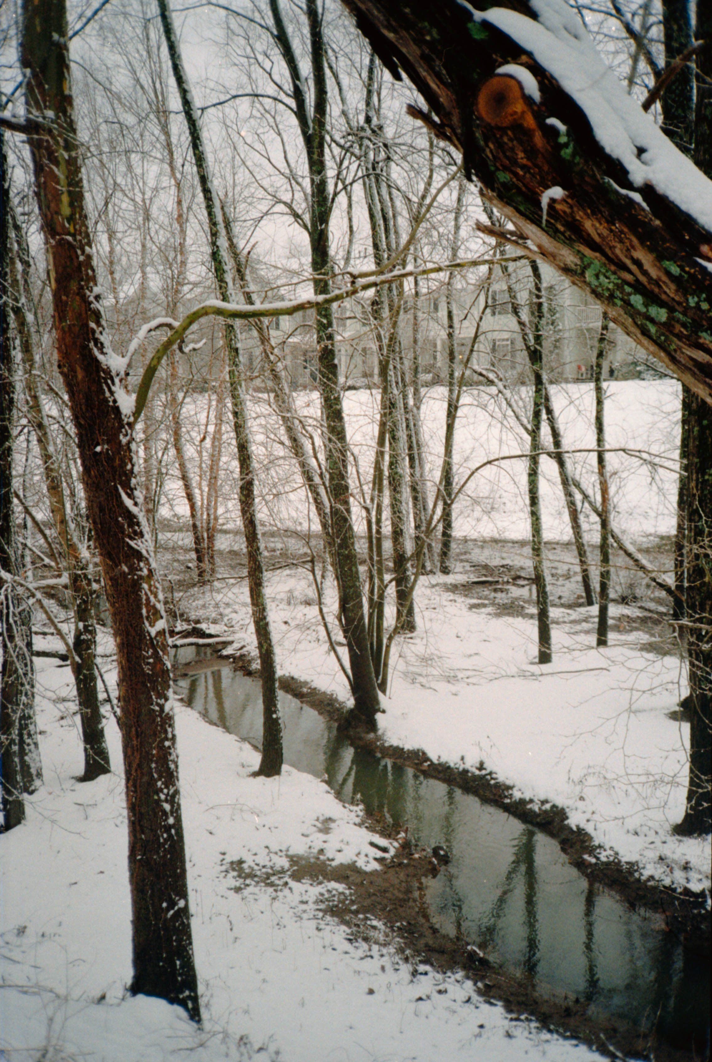 snow-on-trees-by-creek.jpg