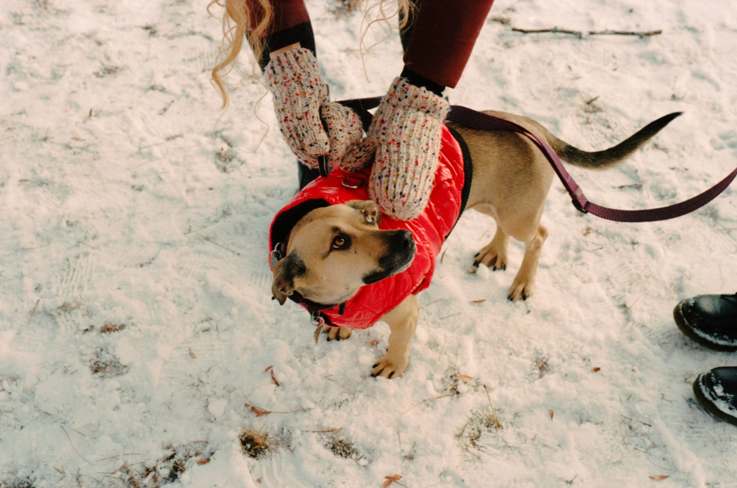 woman-leashing-dog-in-winter-coat-snow.jpg