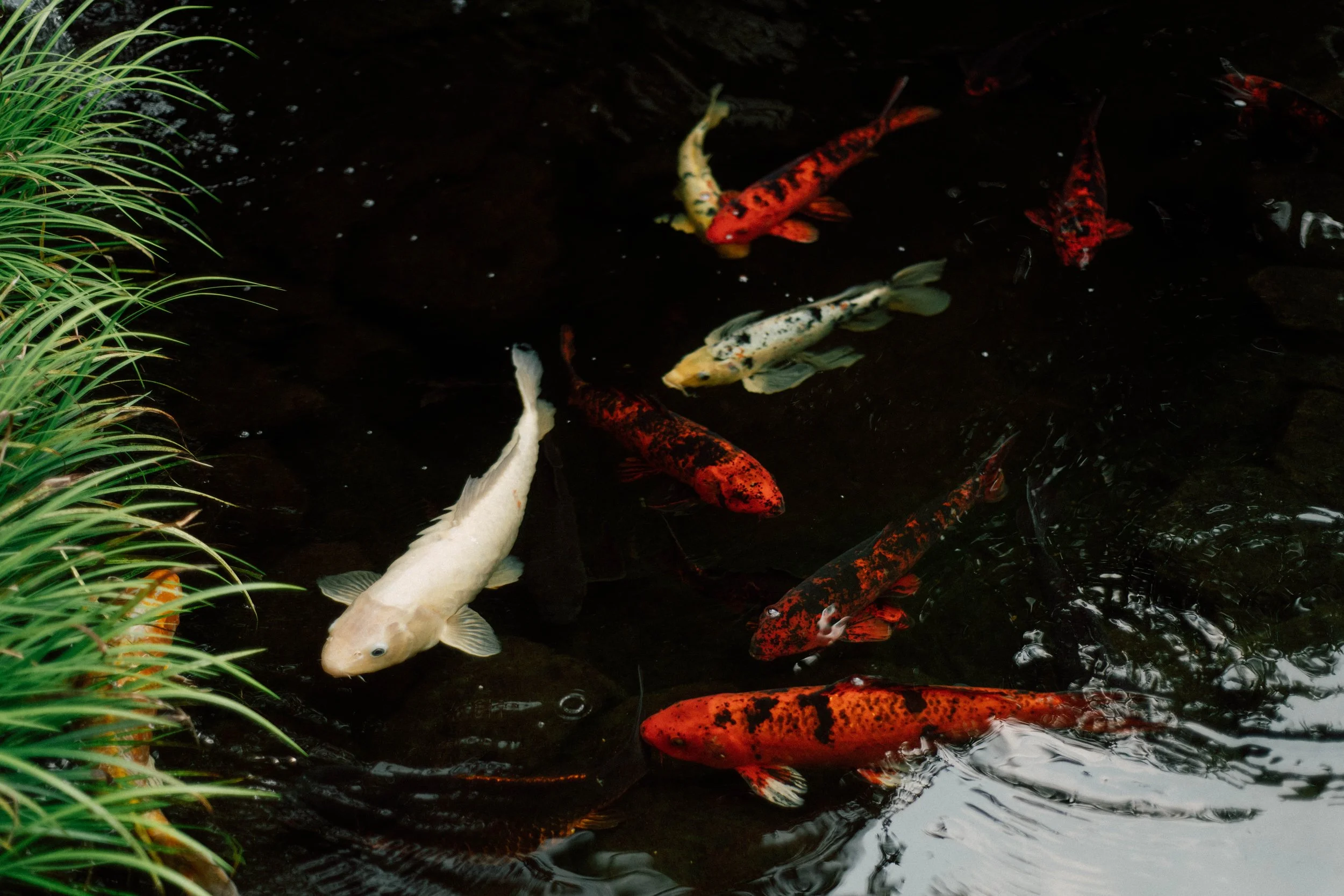 HRD3-koi-fish-pond.jpg