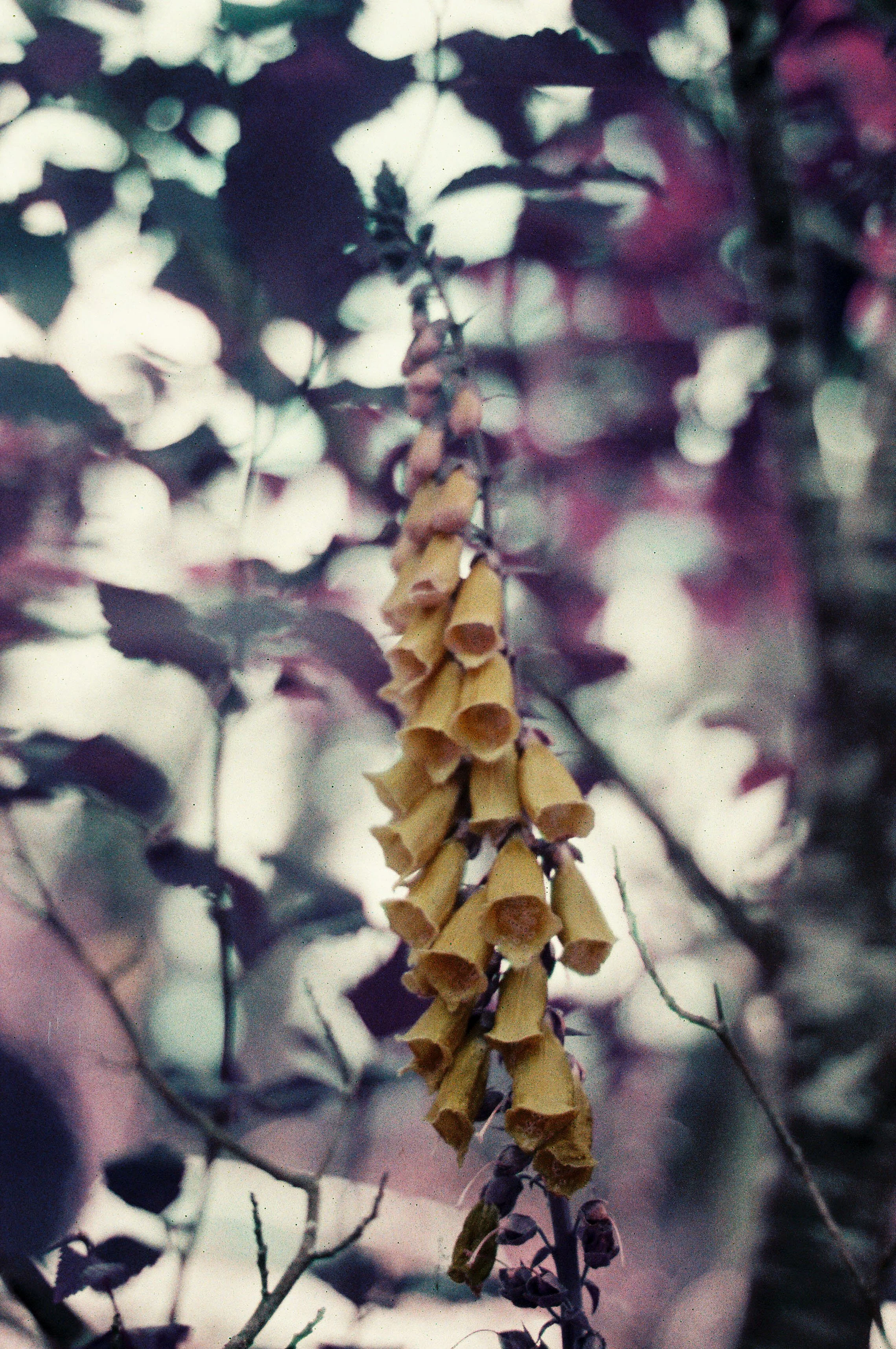 pnw121-lomo-purple-flowers-washington.jpg