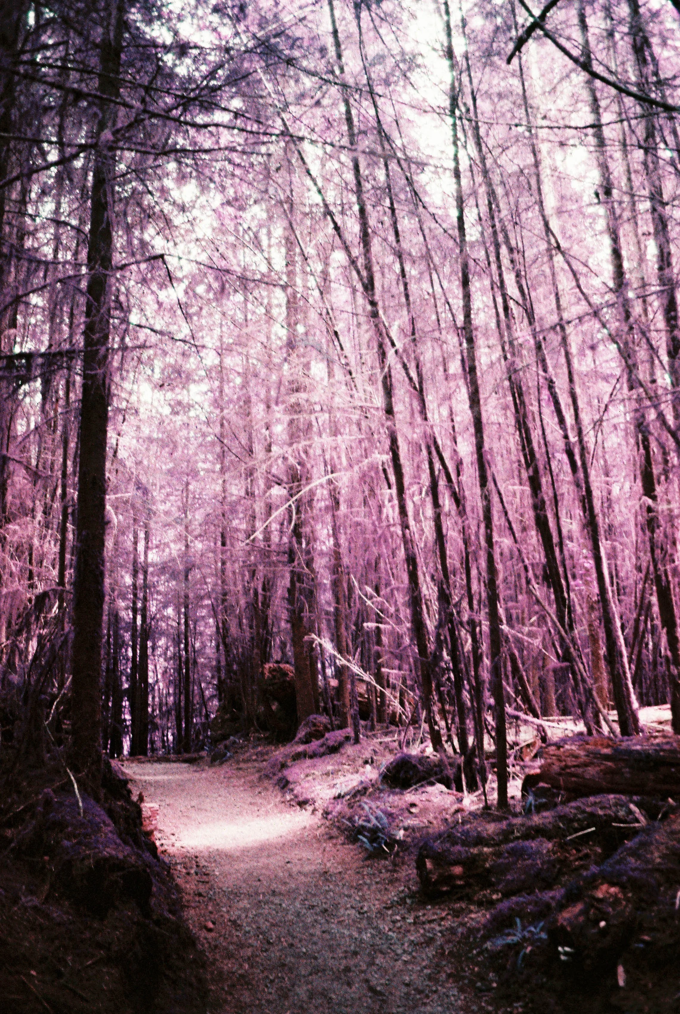 pnw118-lomo-purple-trees-quinault-rainforest-washington.jpg