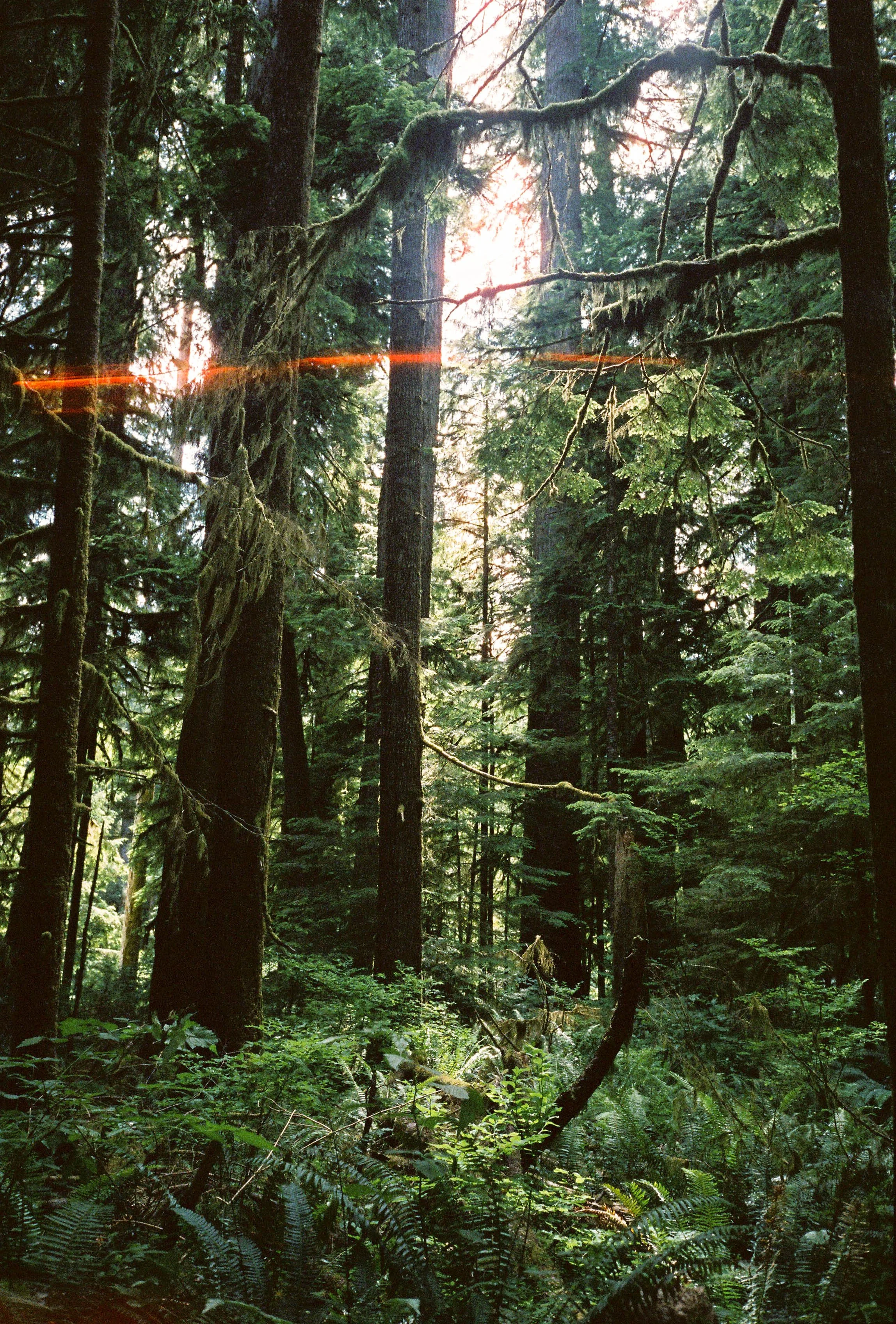 pnw119-trees-in-quinault-forest-washington.jpg