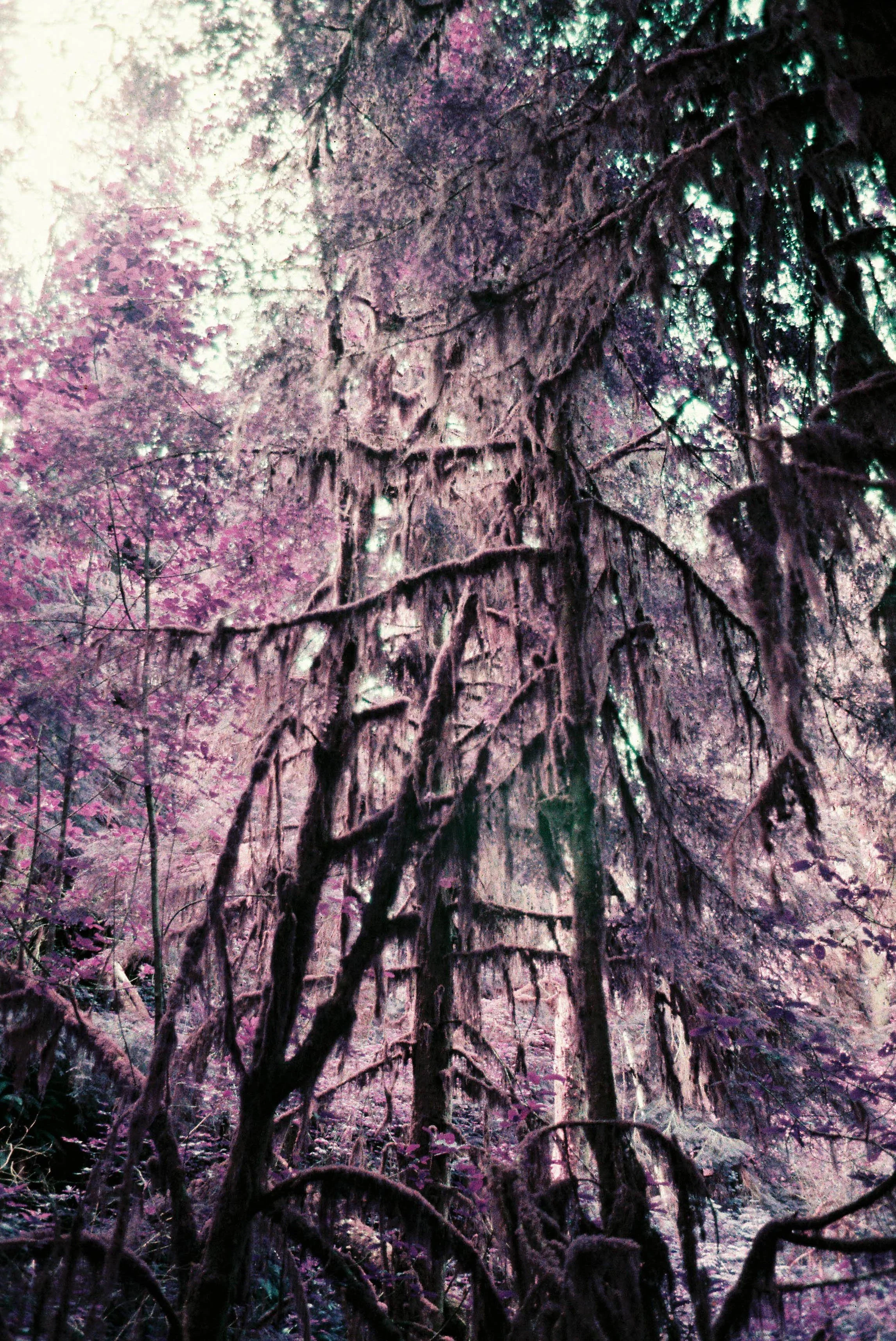 pnw90-lomo-purple-trees-quinault-rainforest-washington.jpg
