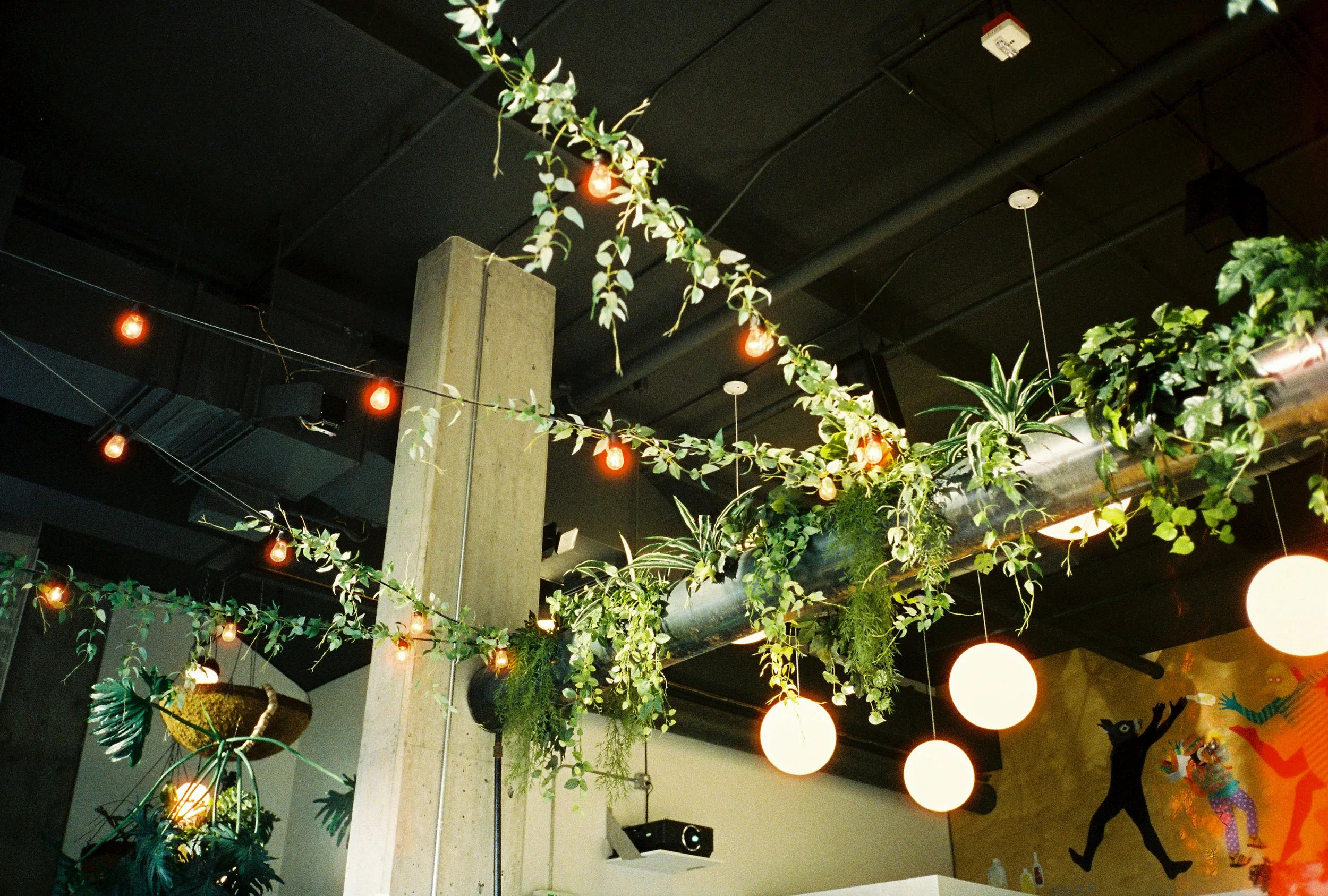pnw201-restaurant-seattle-green-plants-with-lights-in-sunlight.jpg