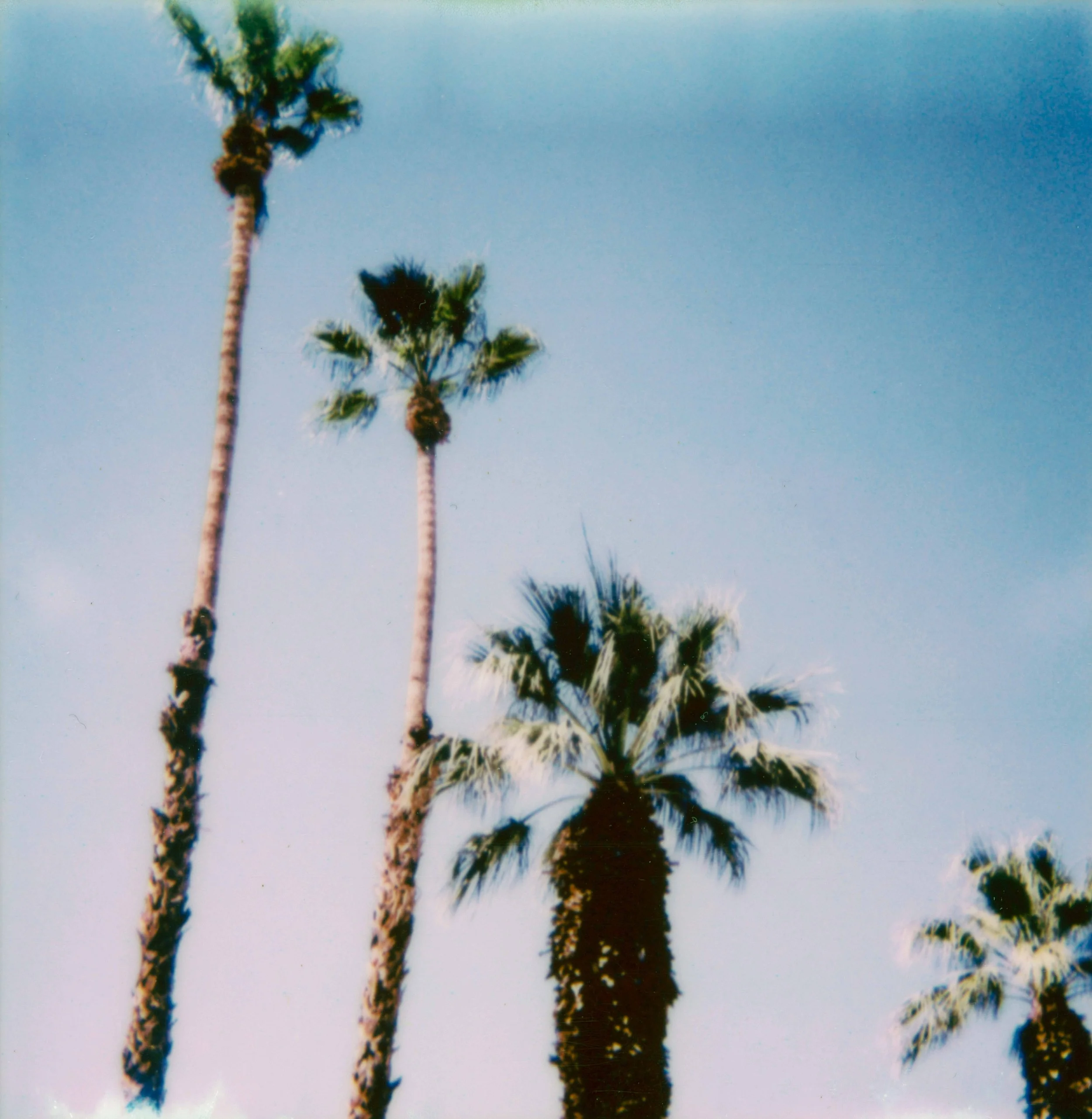 palm-springs-palm-trees-blue-sky-polaroid.jpg