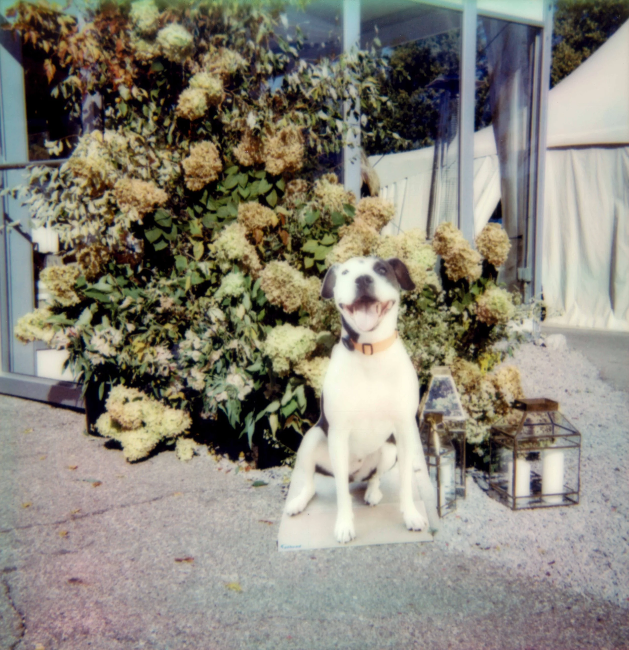 LBW57-dog-cutout-flower-entrance-wedding-reception.jpg