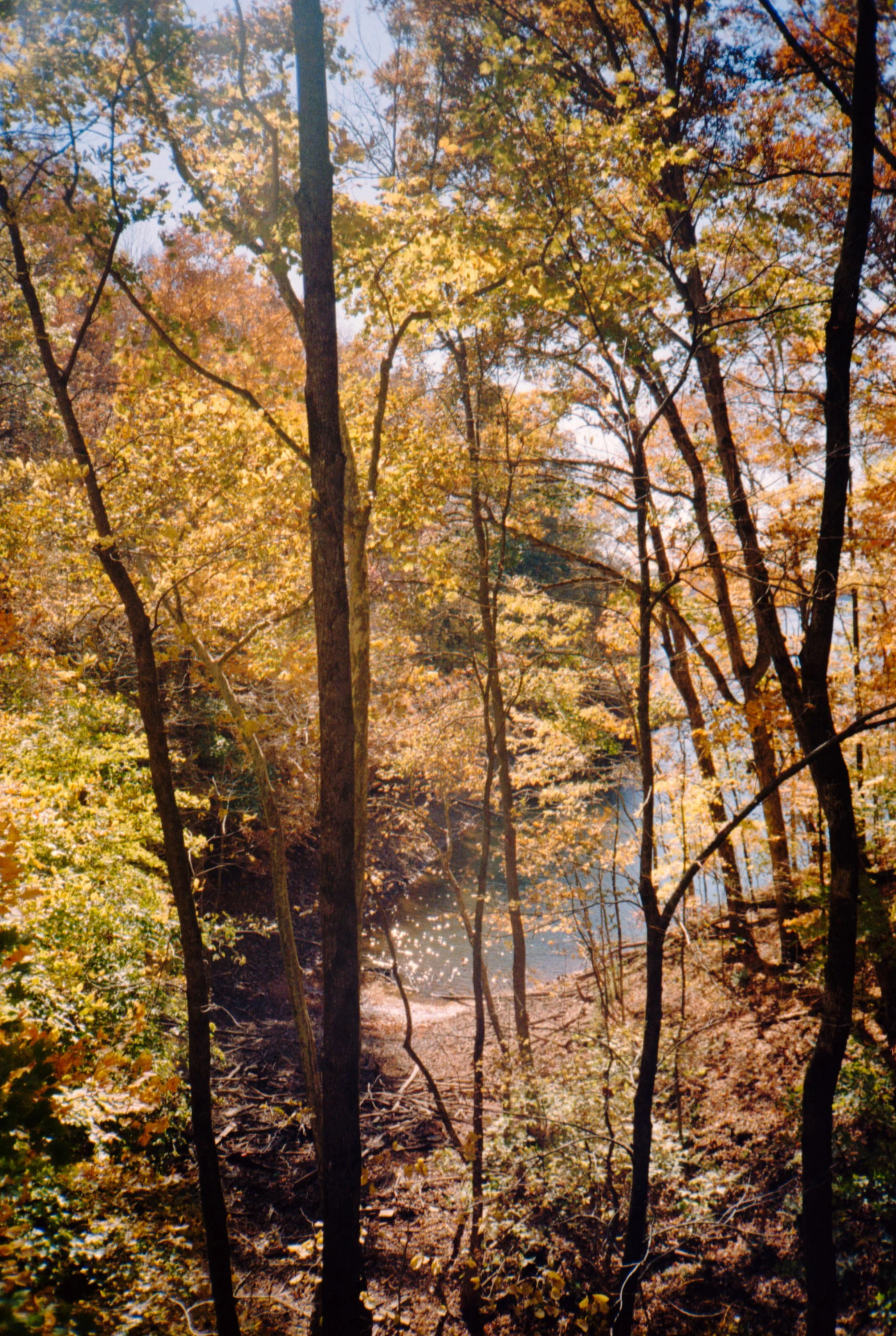 autumn-leaves-trees-forest.jpg