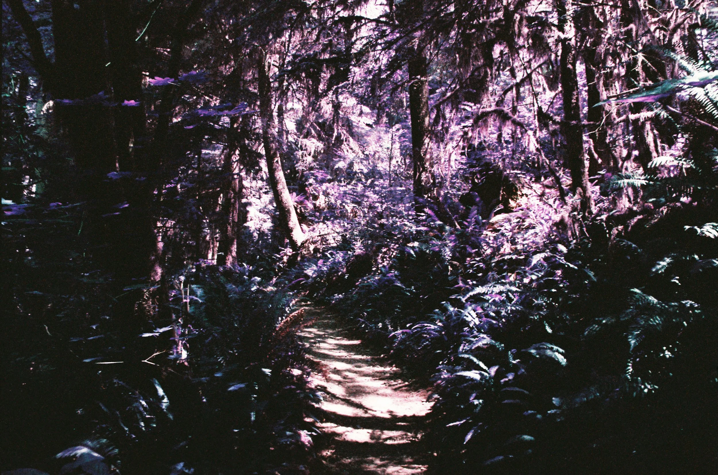 pnw104-lomo-purple-trees-quinault-rainforest-washington.jpg