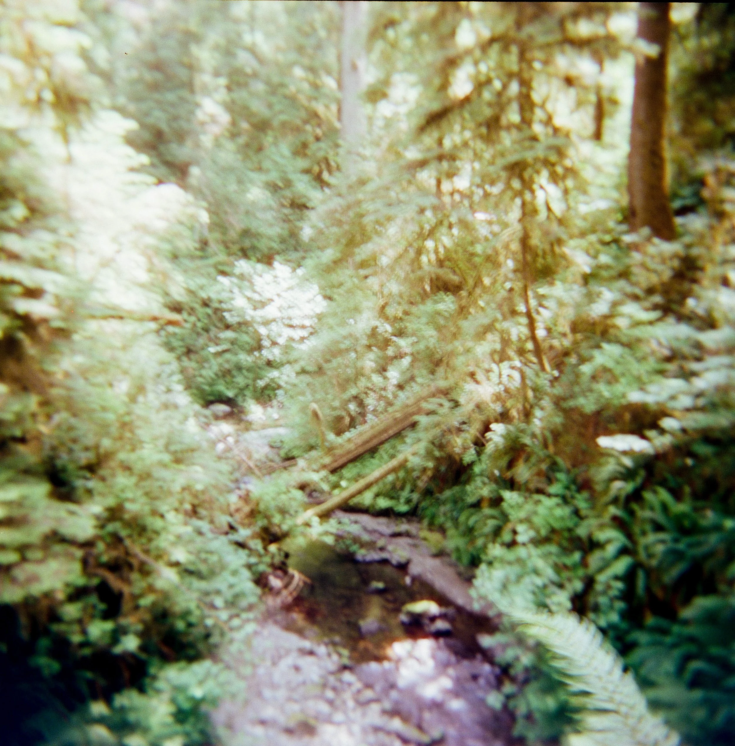 pnw96-quinault-rainforest-on-holga-trees-washington.jpg