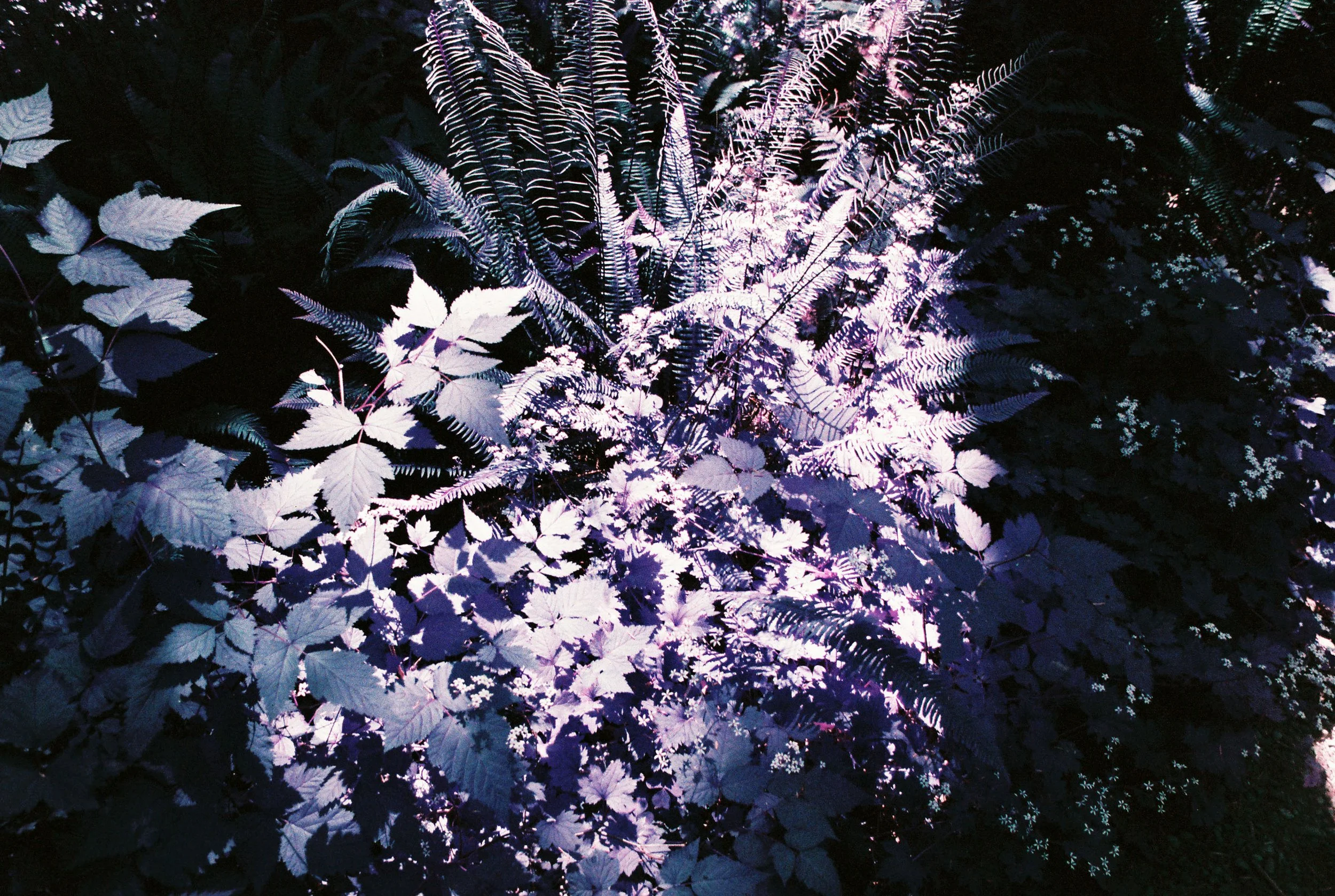 pnw107-lomo-purple-ferns-quinault-rainforest-washington.jpg