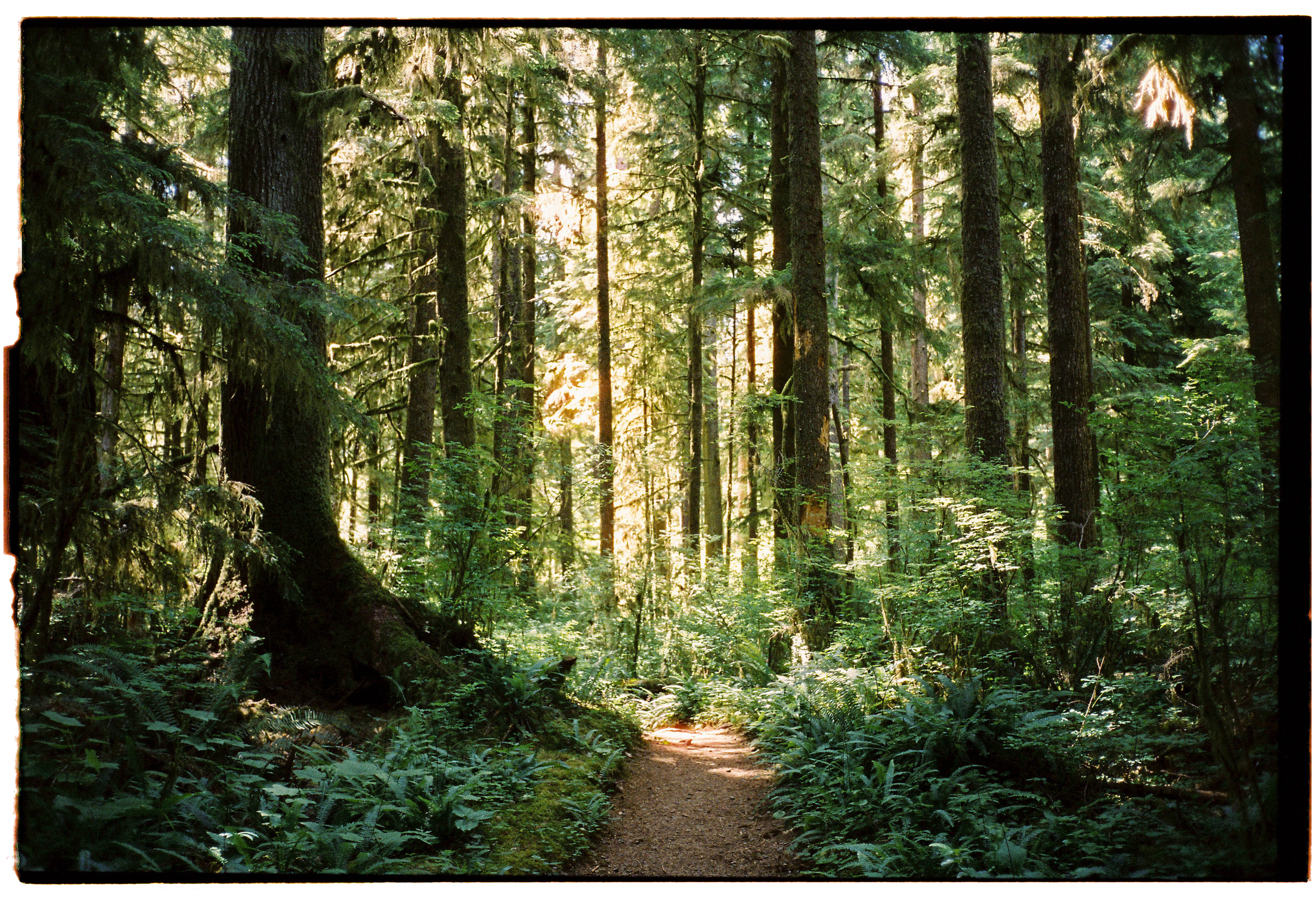 pnw105-quinault-forest-trees-on-film.png