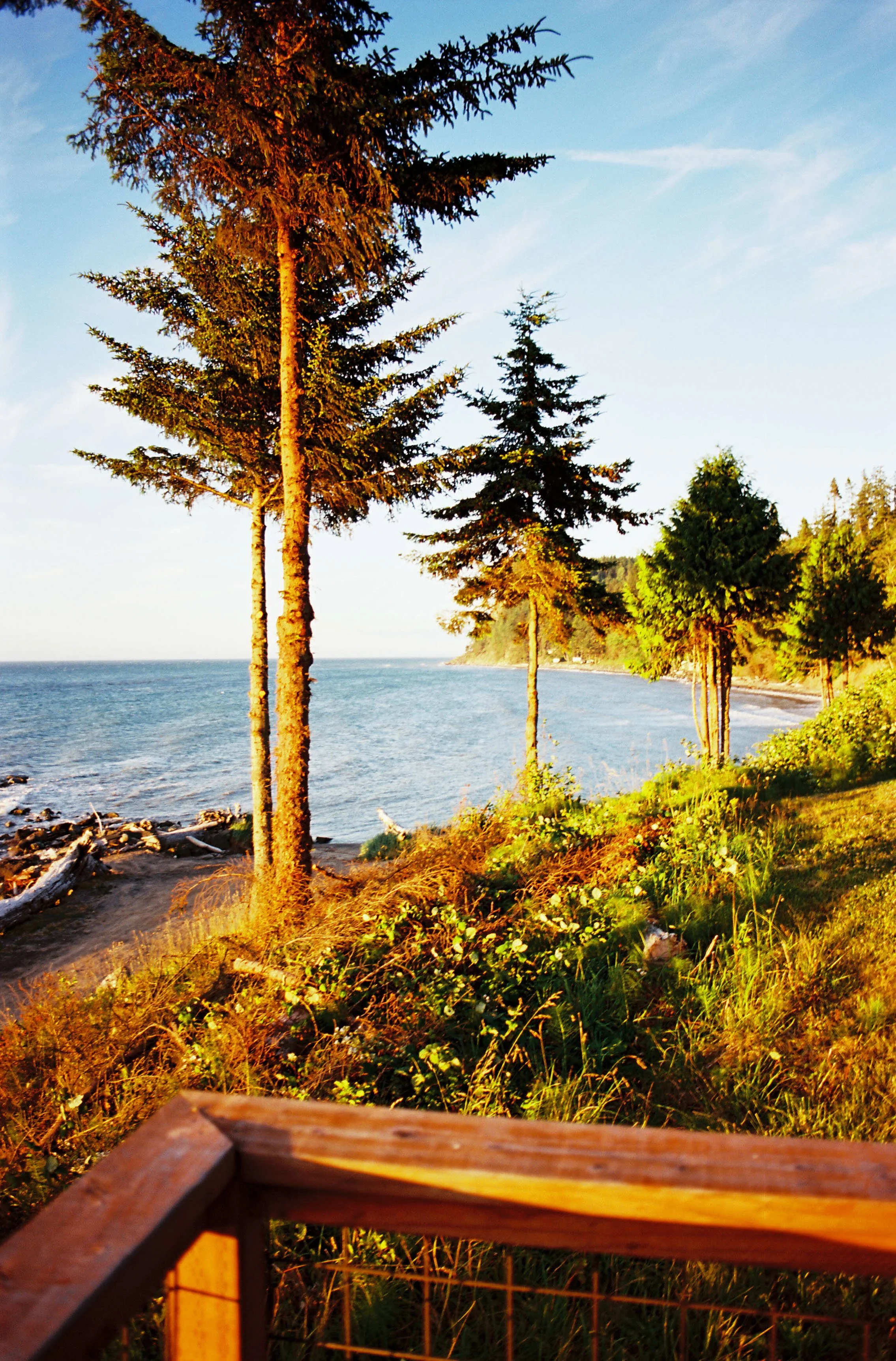pnw139-ocean-trees-at-sunset.jpg