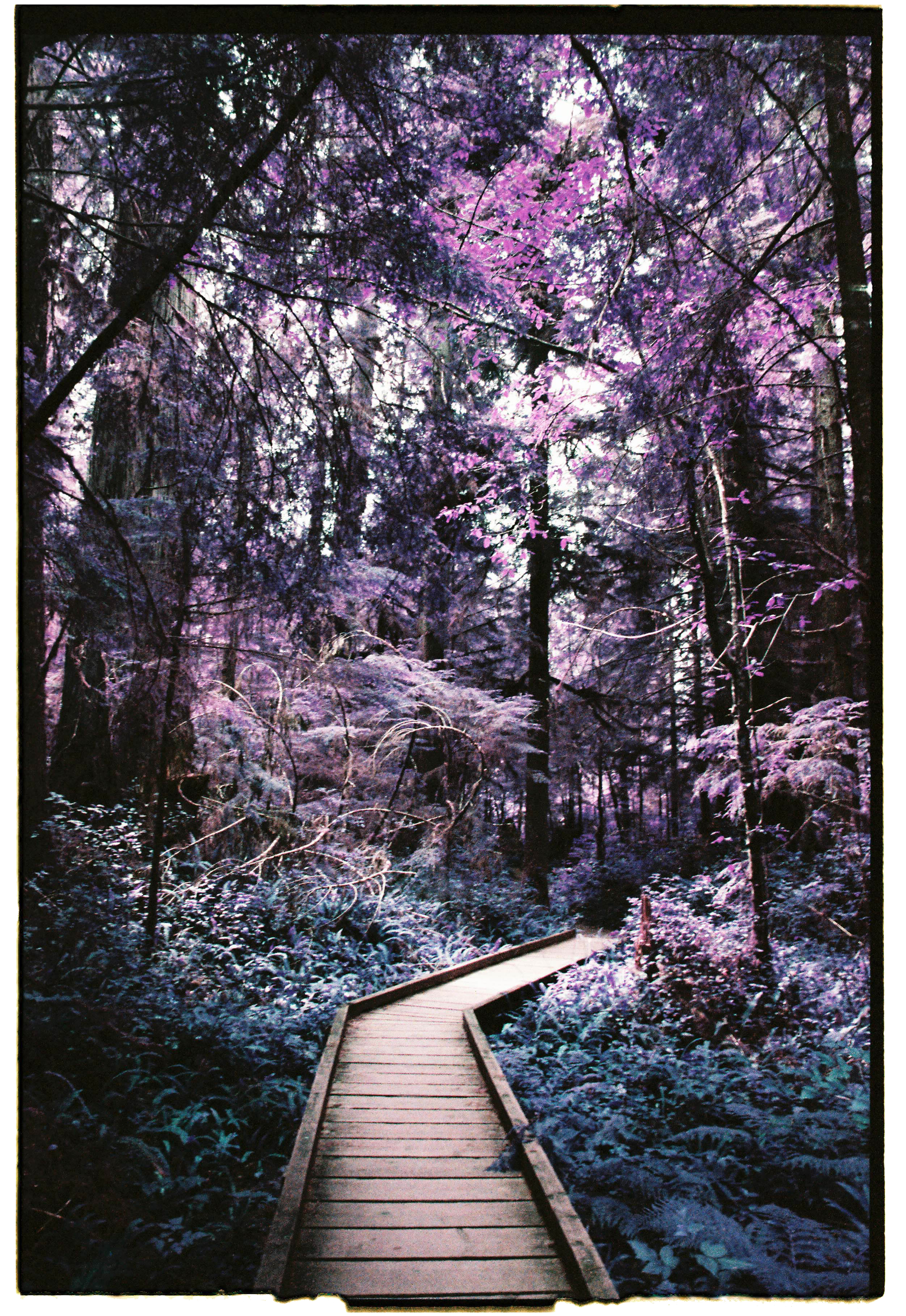 pnw108-walking-path-in-forest-lomo-purple.png