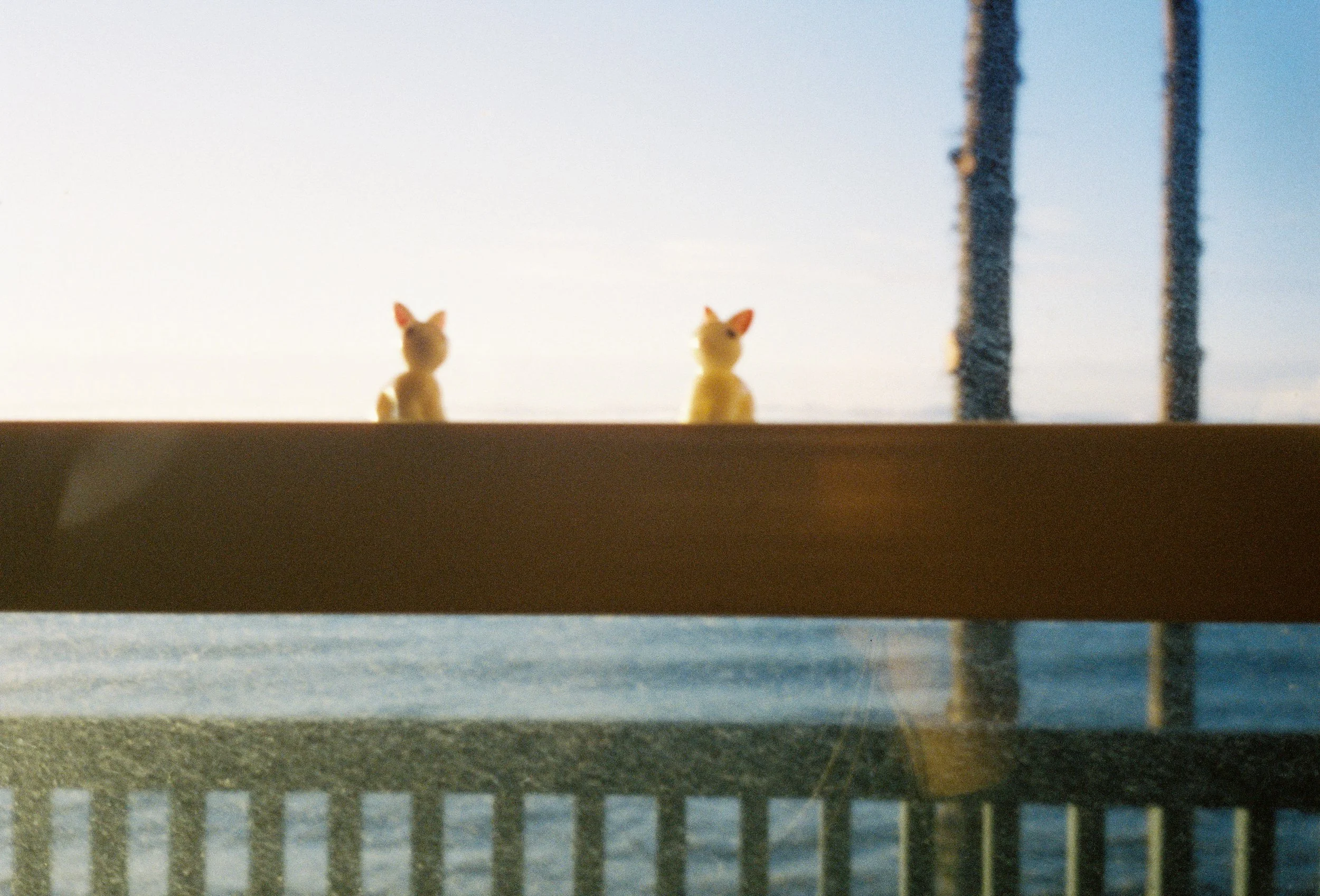 pnw169-two-pocket-bunnies-on-windowstill-sunset.jpg