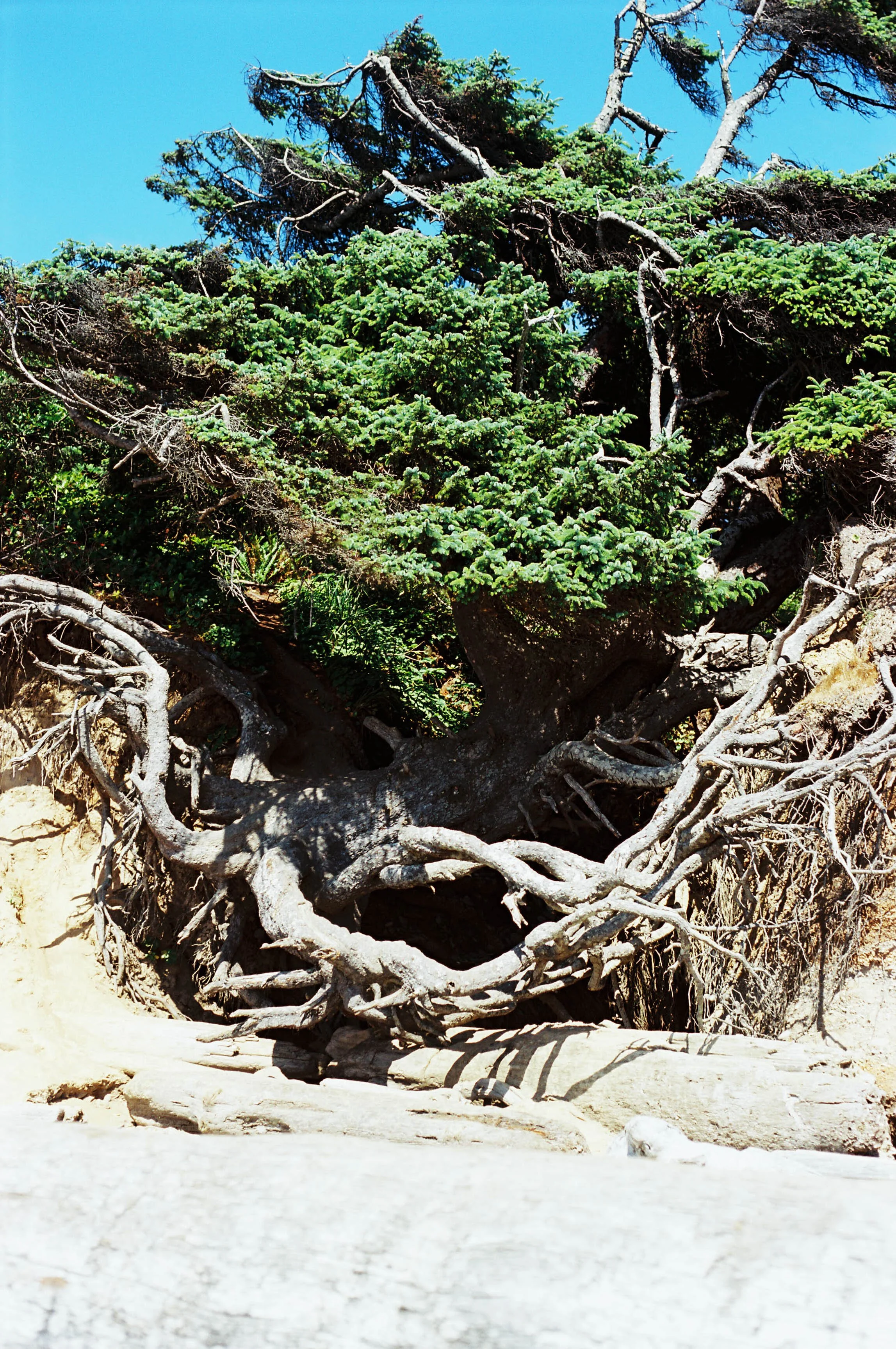 pnw125-tree-of-life-washington.jpg