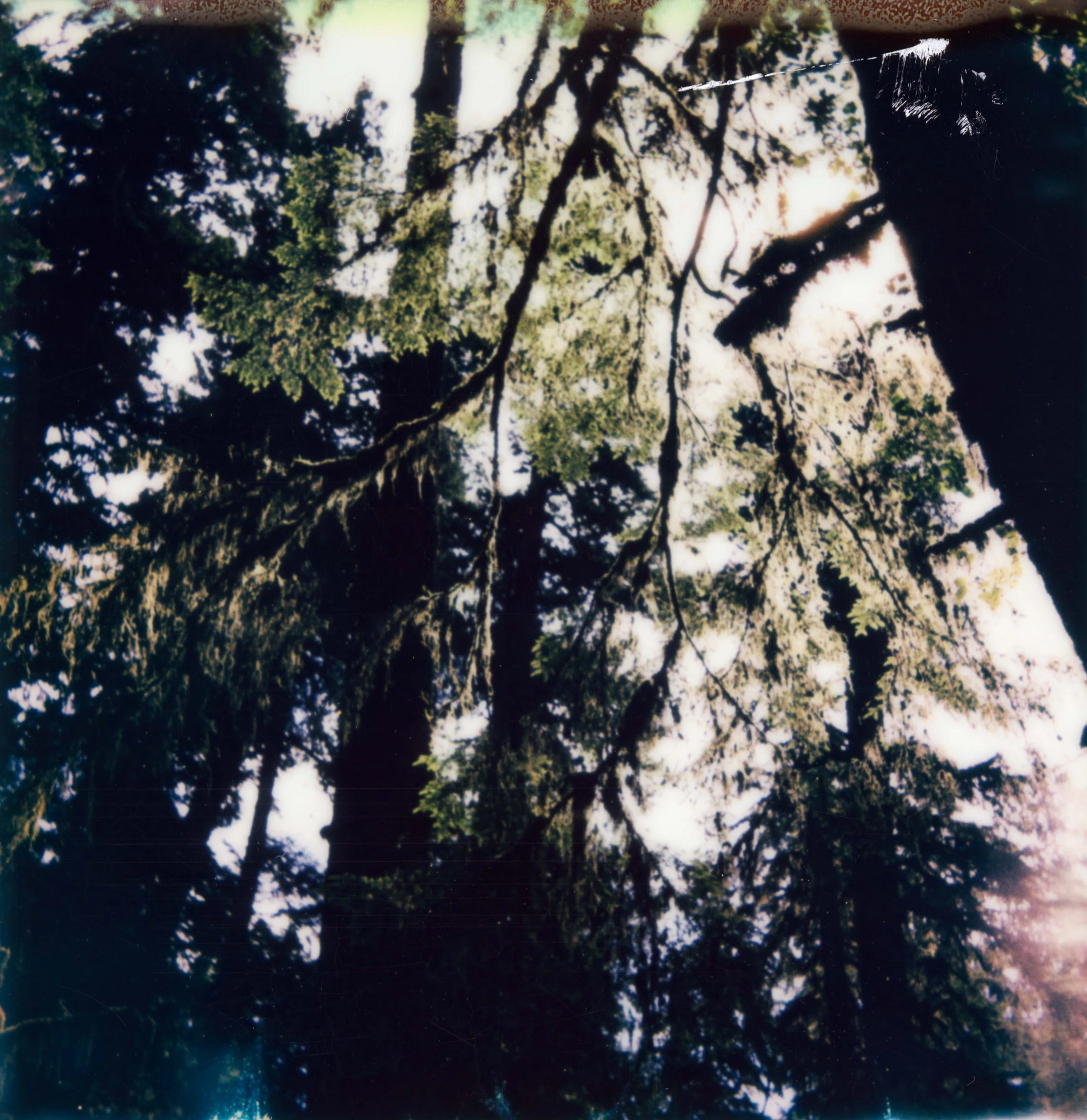 polaroid-tree-leaves-quinault-rainforest.jpg