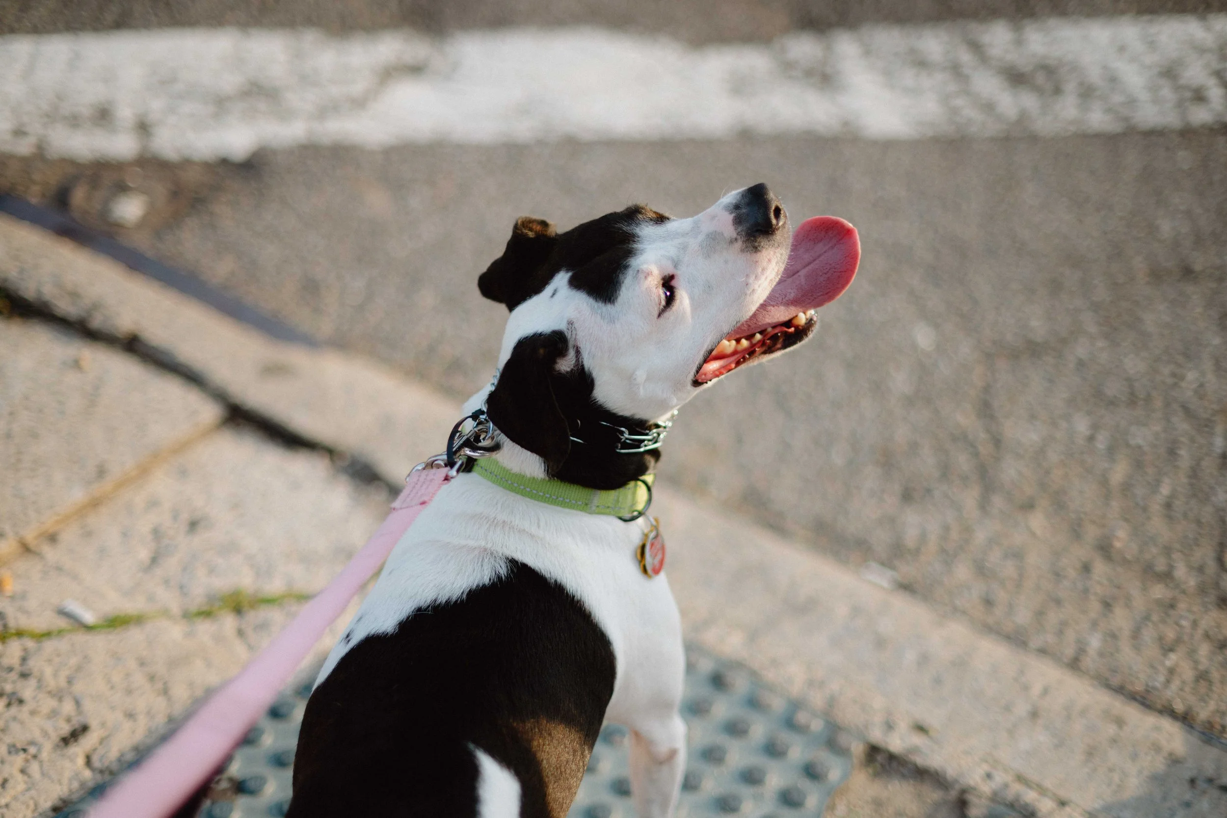 black-white-dog-with-tongue-out-on-pink-leash.jpg