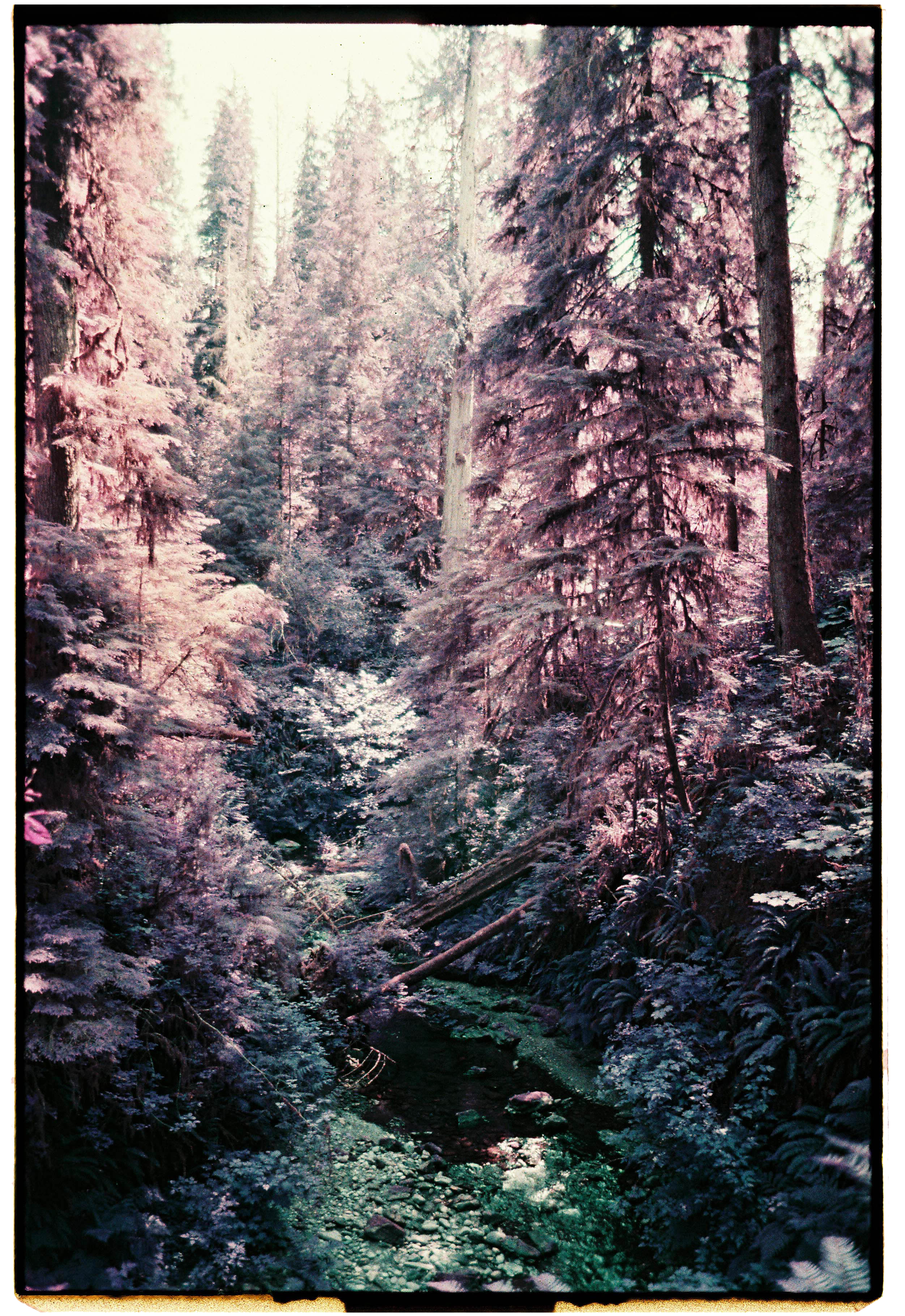 pnw95-lomo-purple-trees-quinault-rainforest-washington.png
