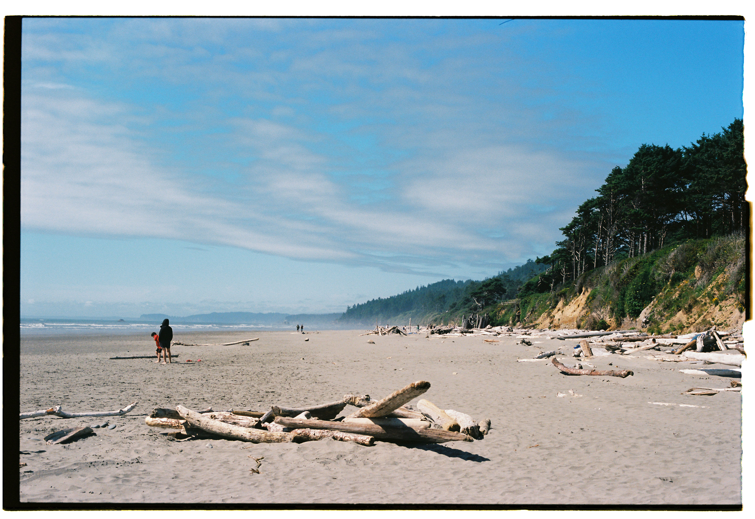 pnw126-washington-beach-driftwood.png