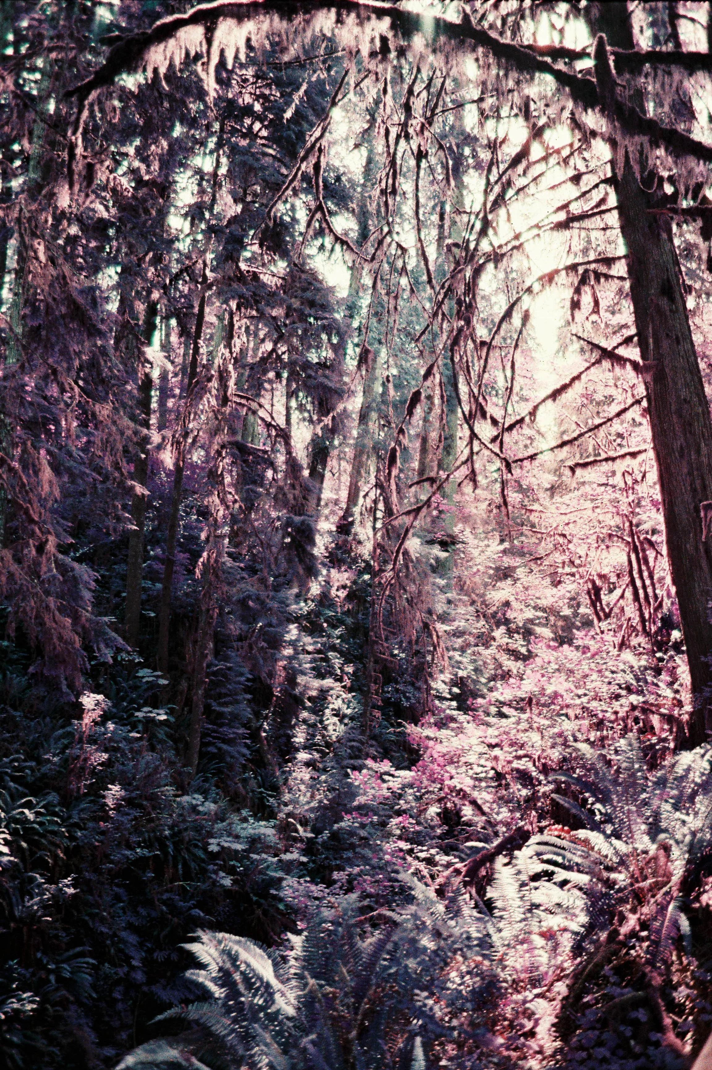 pnw93-lomo-purple-trees-quinault-rainforest-washington.jpg