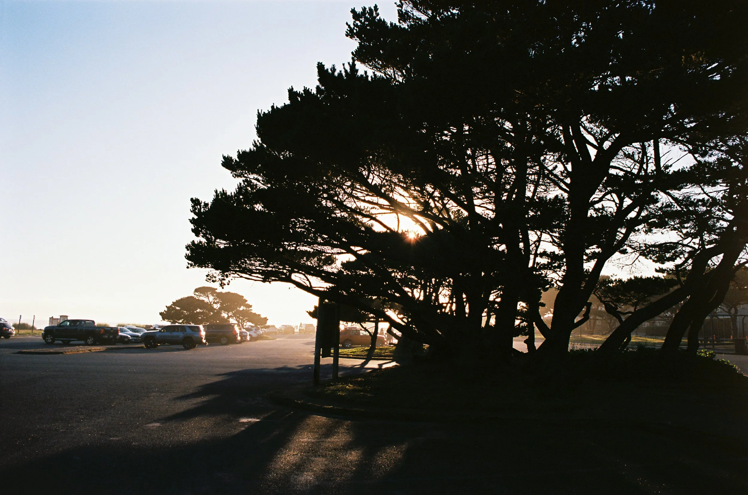 pnw50-tree-in-shadow-cannon-beach.jpg