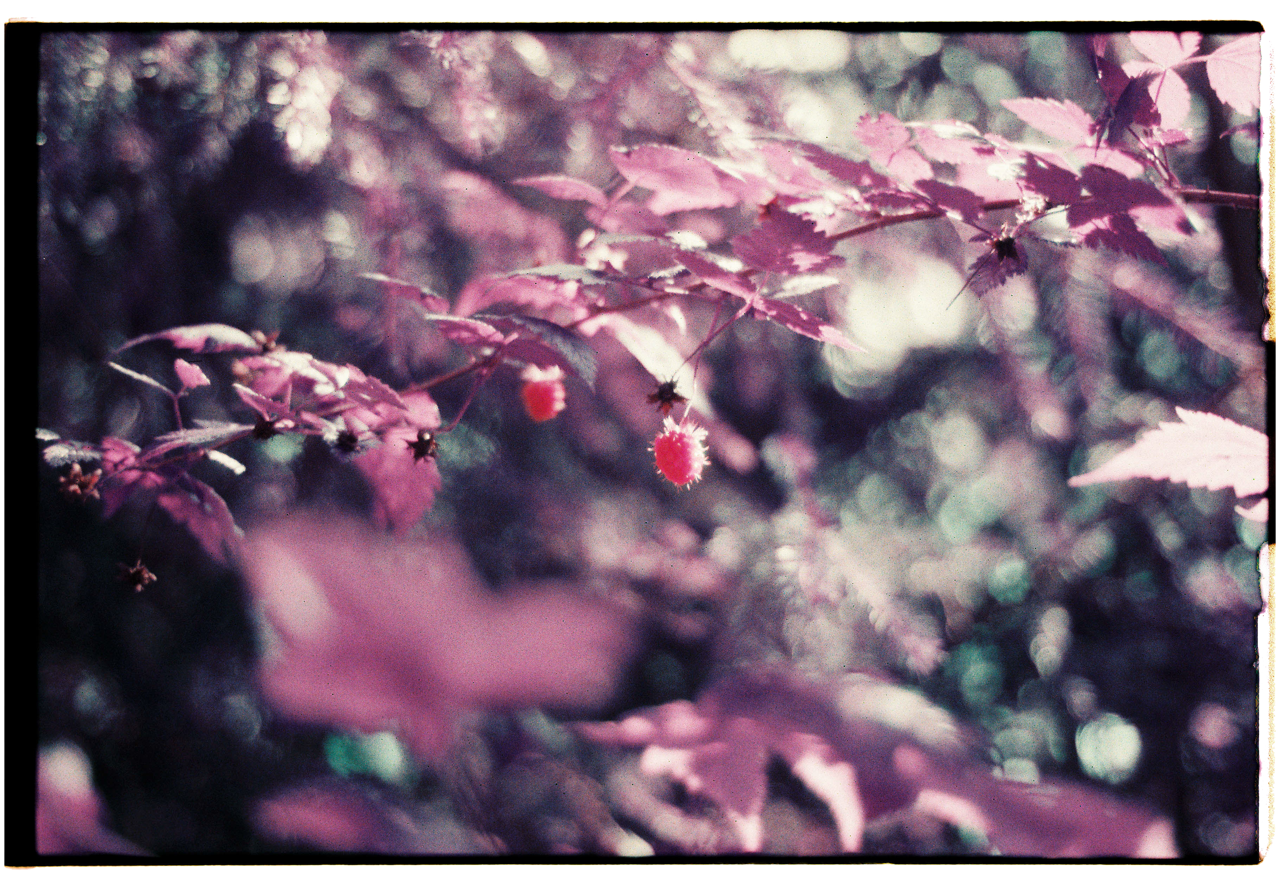 pnw100-salmonberry-hanging-in-sunlight-lomo-purple-quinault.png